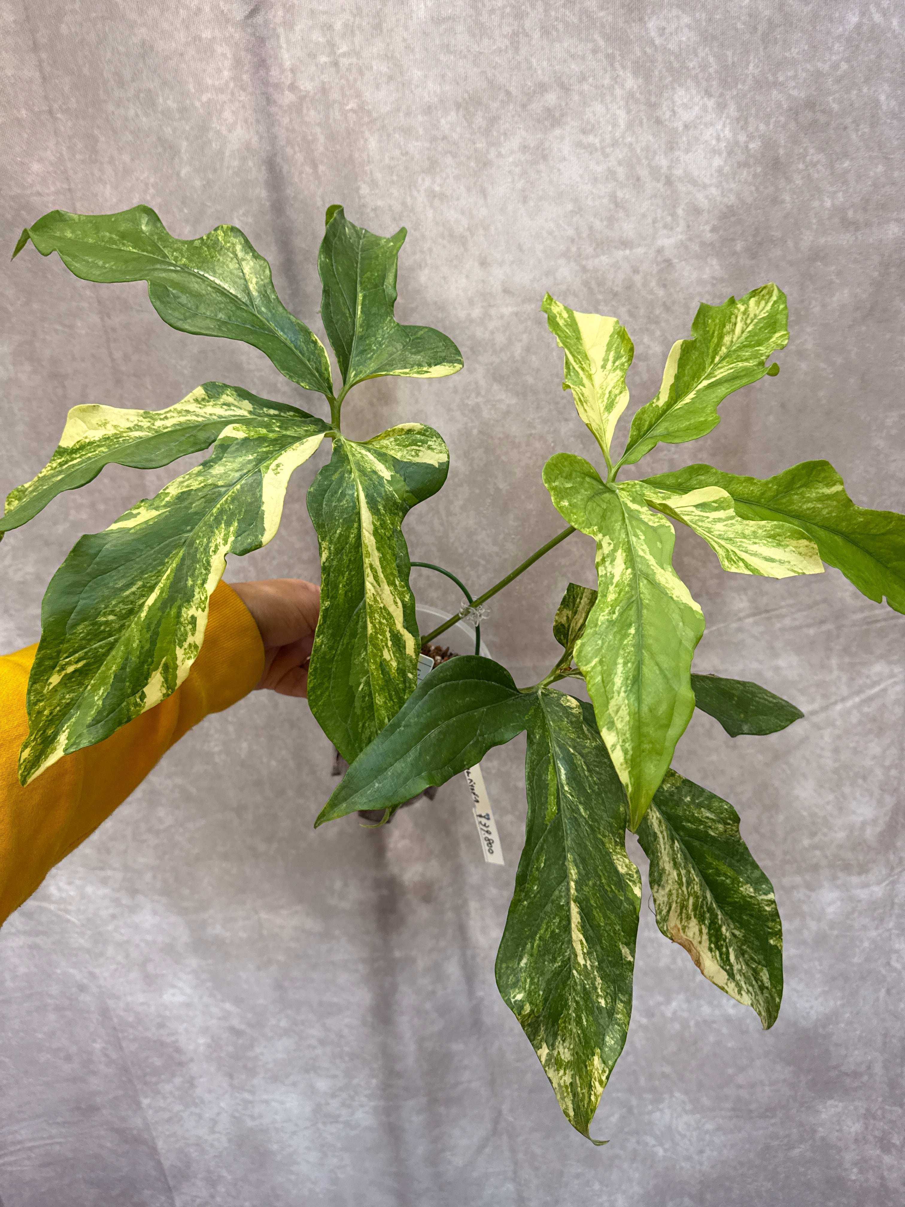 斑入り植物(バリエガータ・錦) | Gardenえん 【観葉熱帯植物】