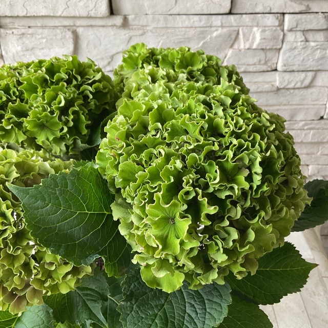 秋色紫陽花 サーファー シーサイドピンク 5号鉢 橋本種苗園