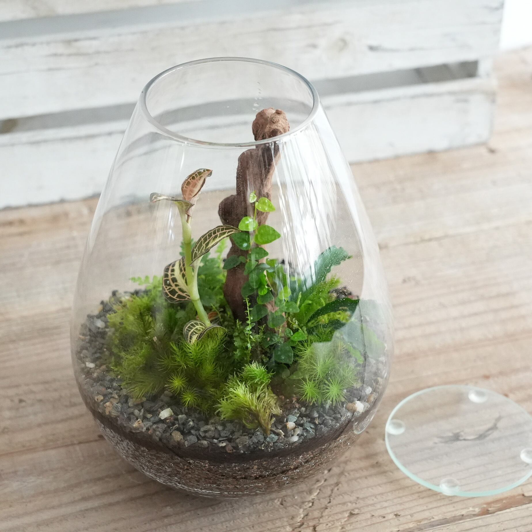 森の景色【苔テラリウム・限定販売】2023.7.14#4 苔テラリウム専門ショップ道草 植物用ガラス×4