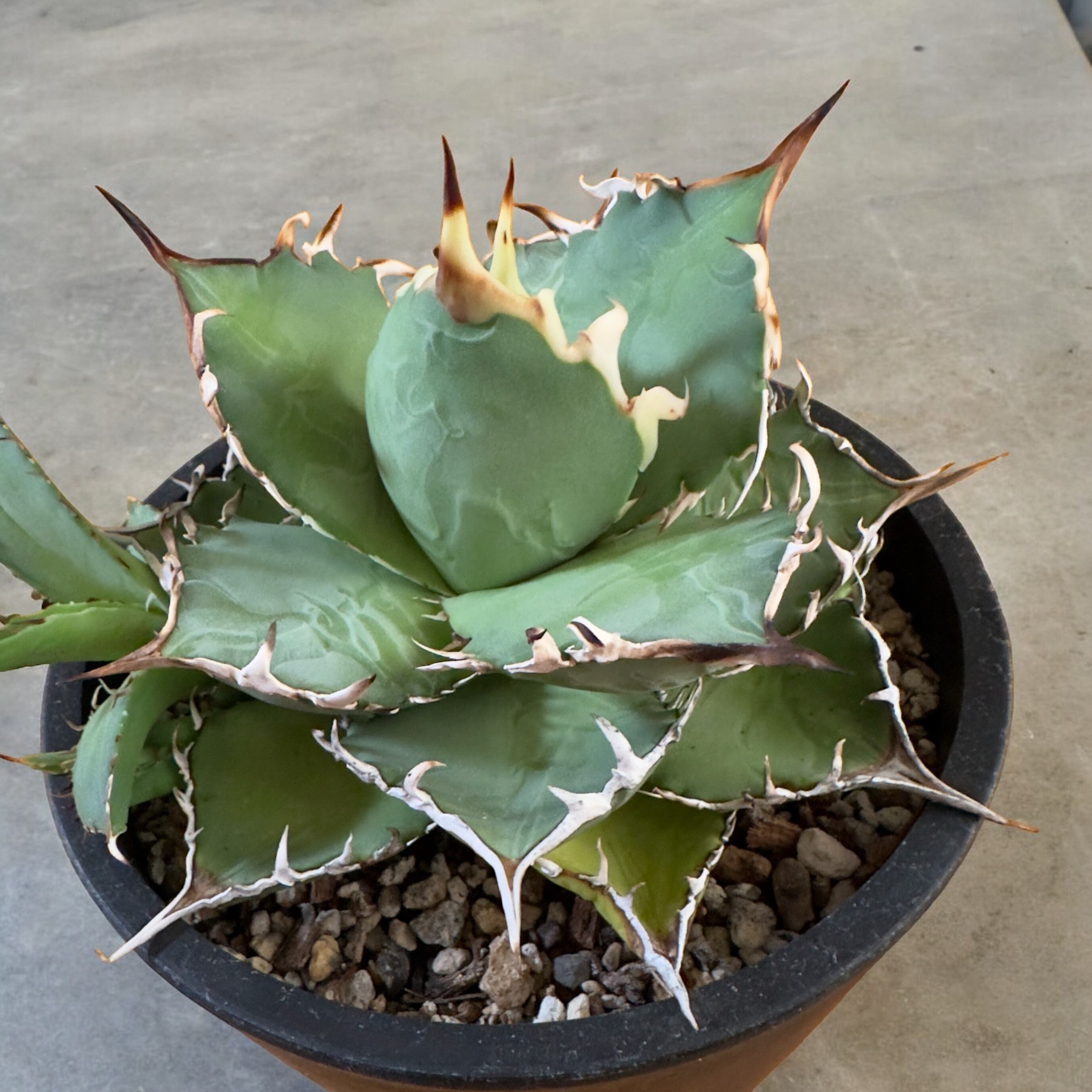 アガベチタノタFO76 台湾CJ株プラ鉢 ｜観葉植物