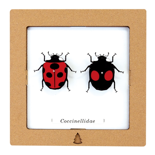 SQAR #09 Coccinellidae テントウムシ