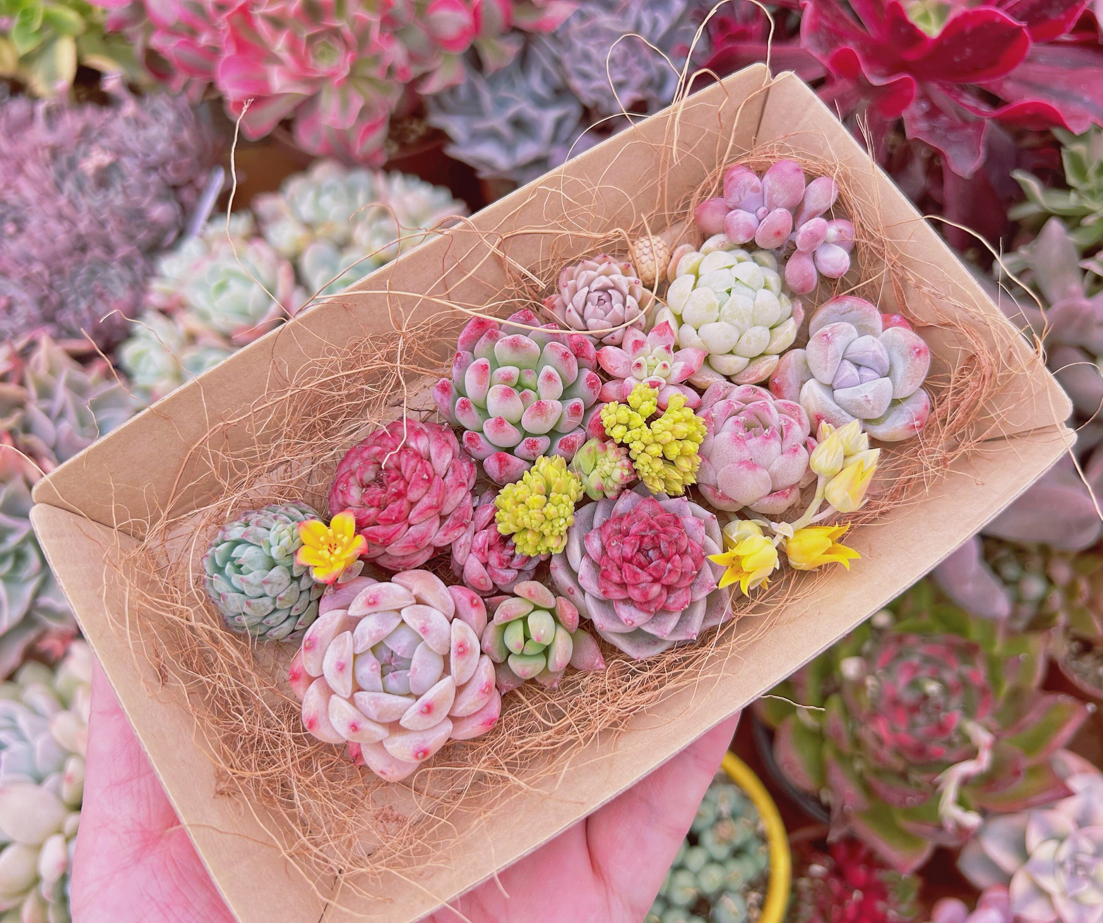 #534現物　多肉お弁当　トレーのまま発送