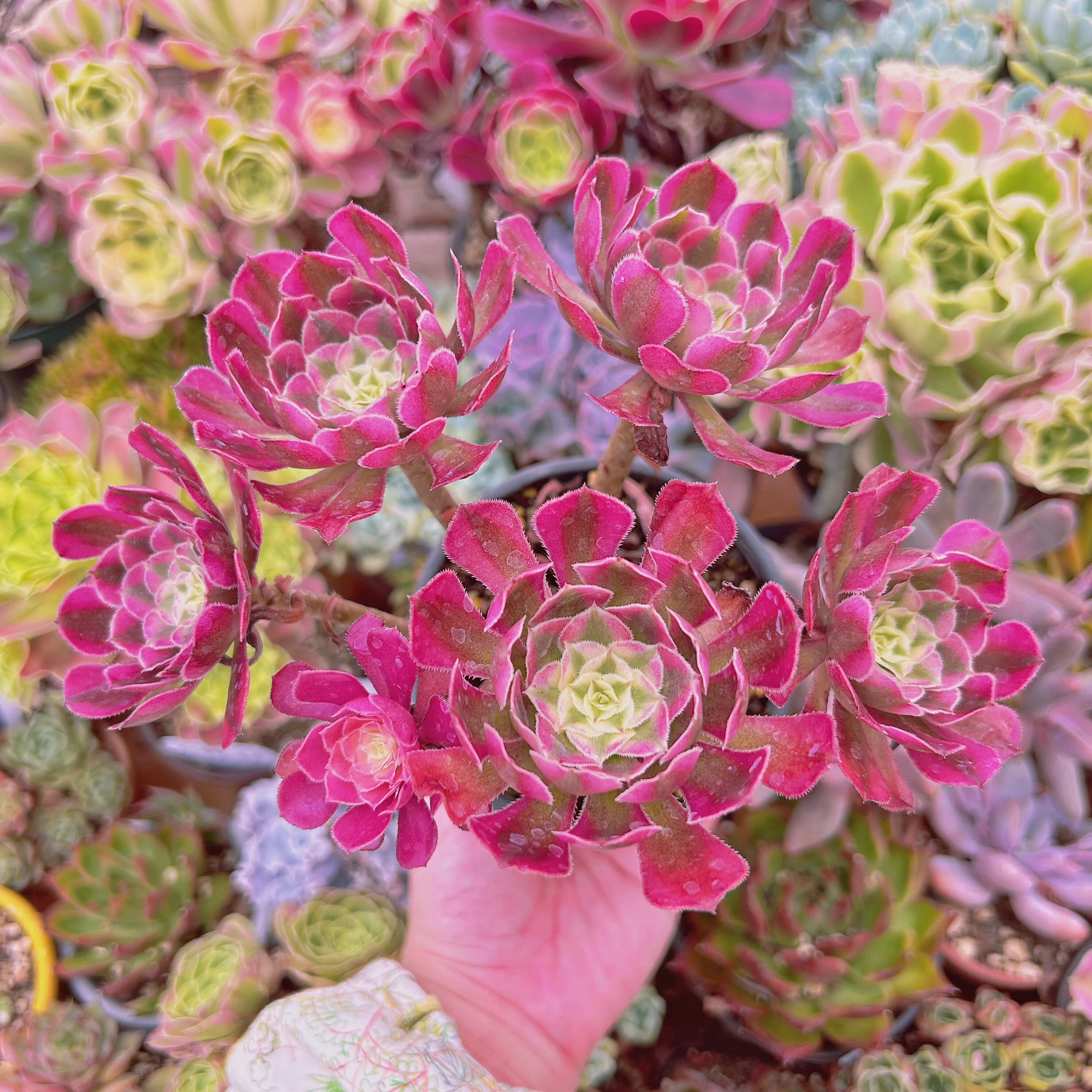 #2180現物　多肉植物　Aeonium   ブラックチェリー　特大　抜き苗
