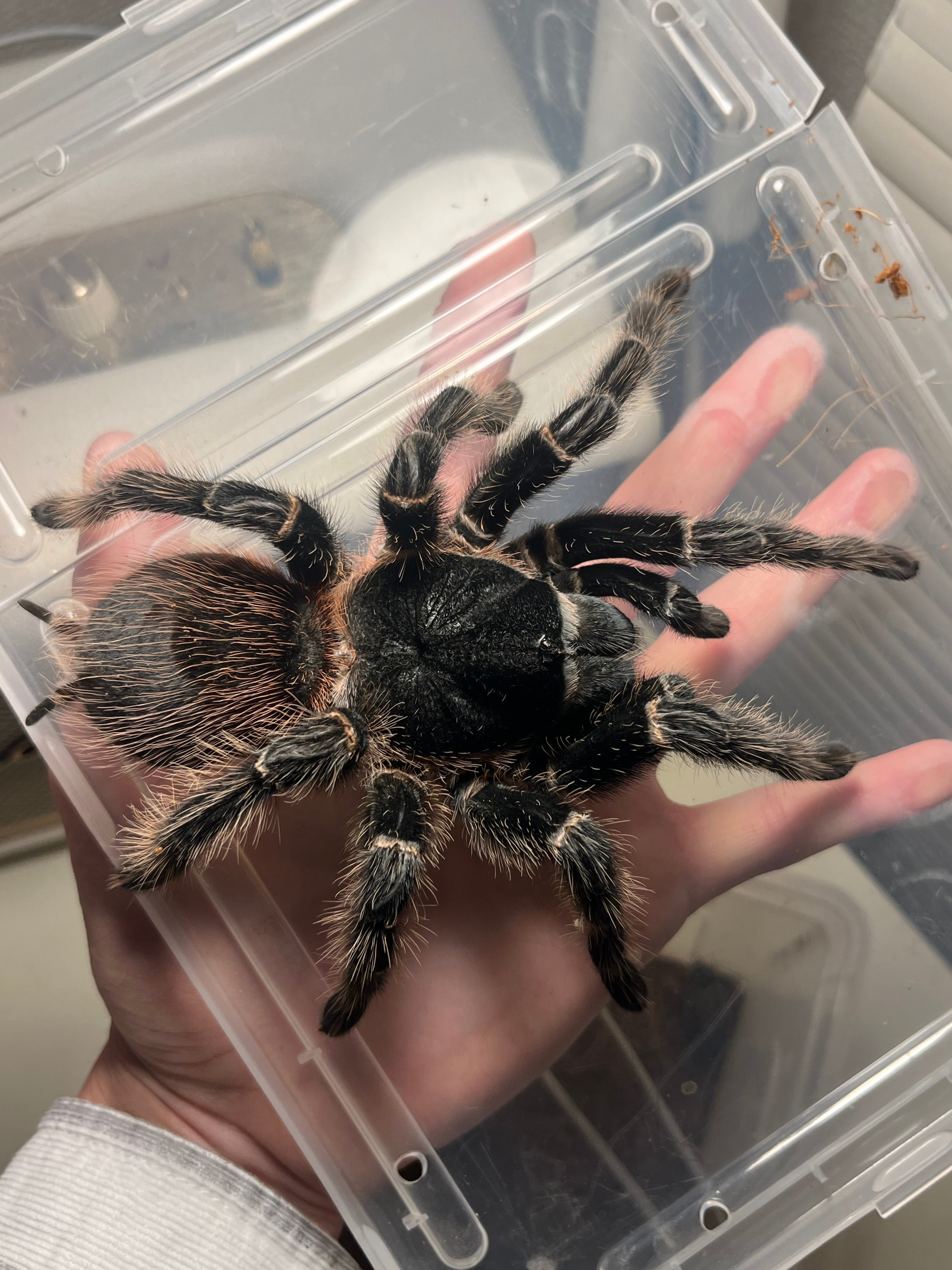 特大♀】バイーアスカーレットタランチュラ 体長10cm程 ムカデ