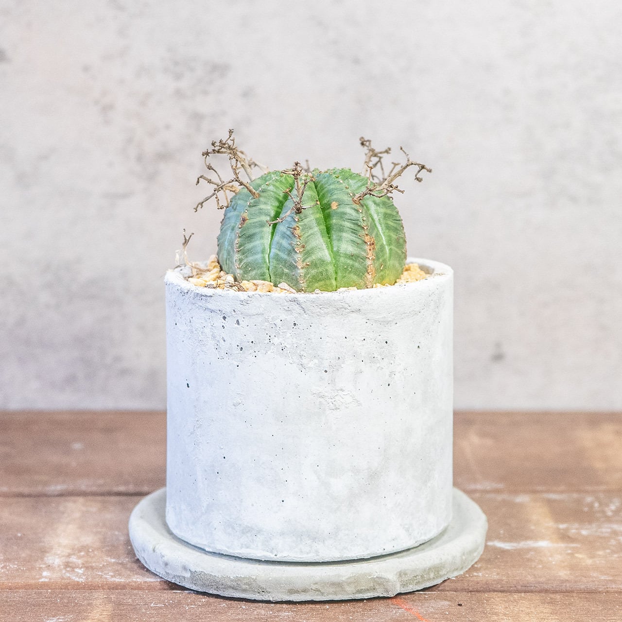 球体に稜線が走る端正な姿。手づくりモルタル鉢で楽しむユーフォルビア・バリダ（中型株・幅8cm）｜虫発生抑制（全国一律送料850円）