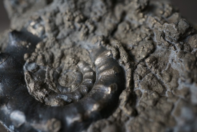 イギリス産黄鉄鉱化アンモナイト  Pyritized Ammonite 1516