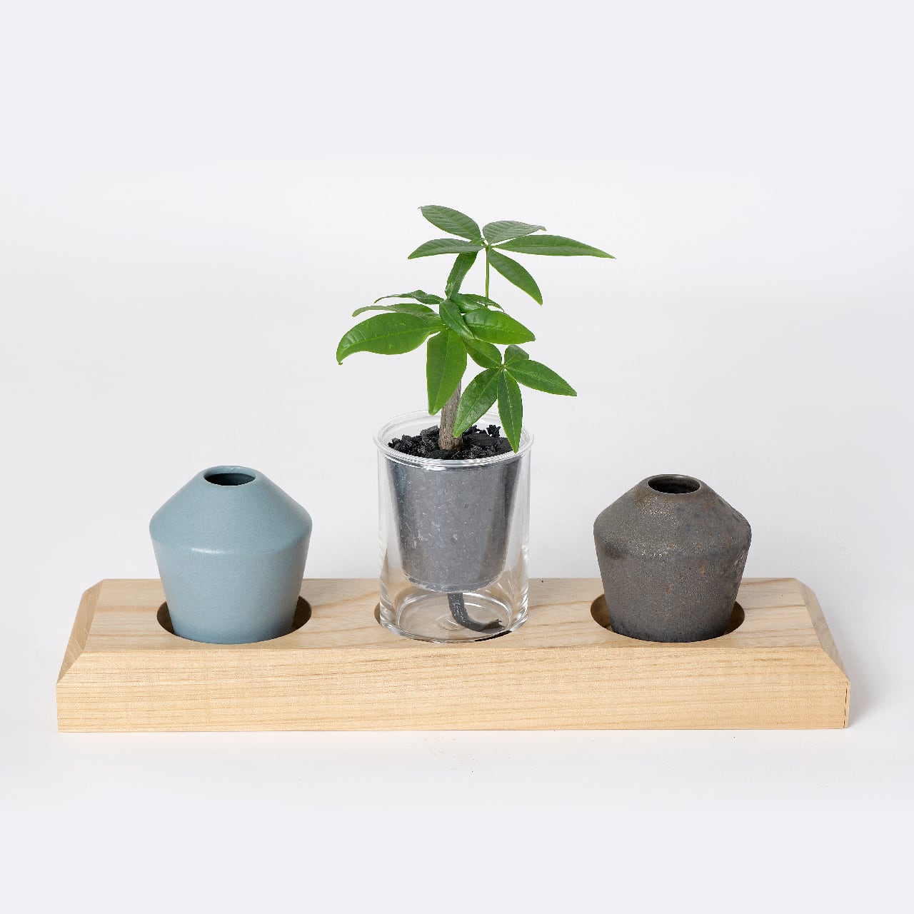 選べる炭の樹・花瓶セット【炭の樹 1鉢・花瓶 2個】 | sumino