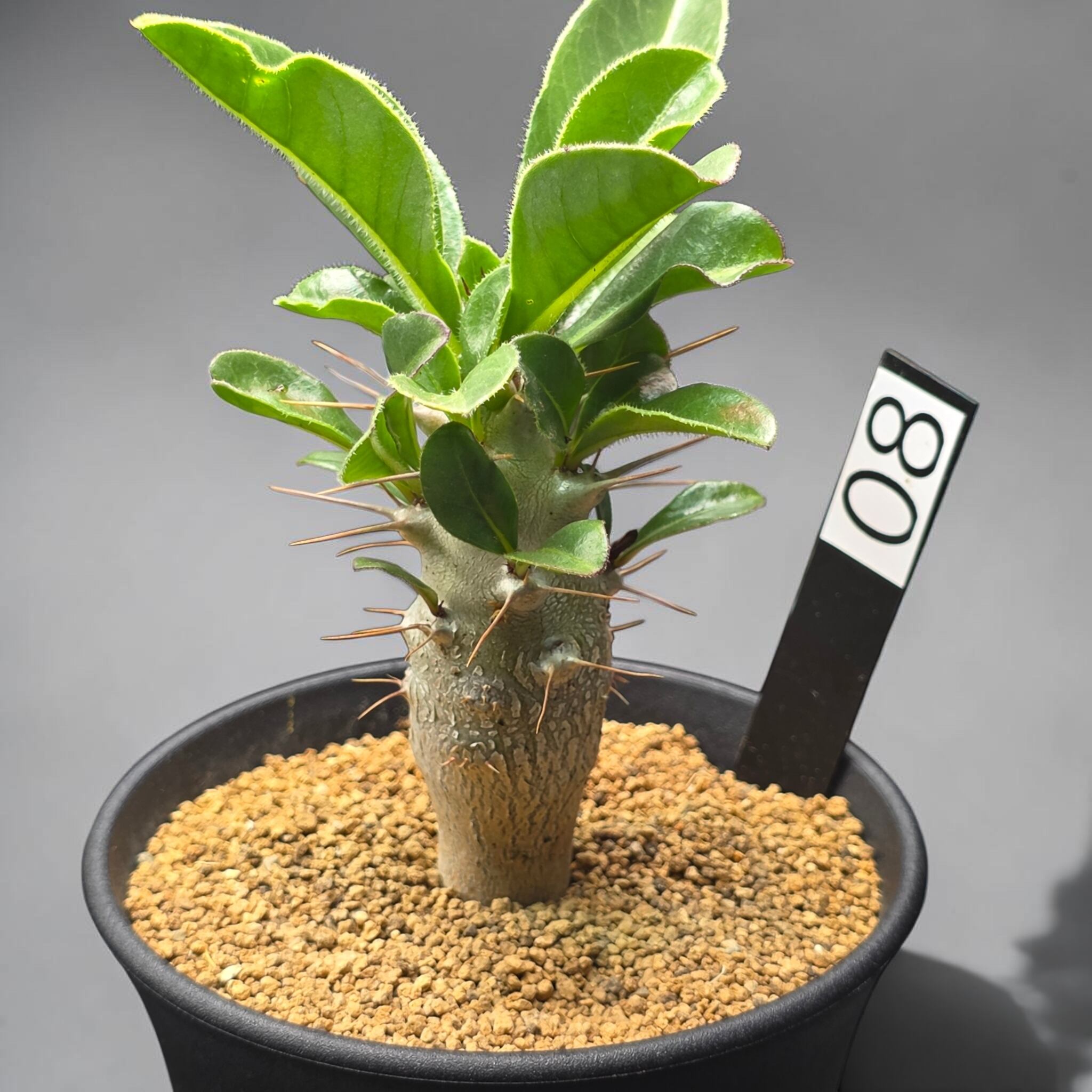実生パキポディウムサンデルシー パキポディウム・サンデルシー 実生株 (和名：白馬城 / Pachypodium