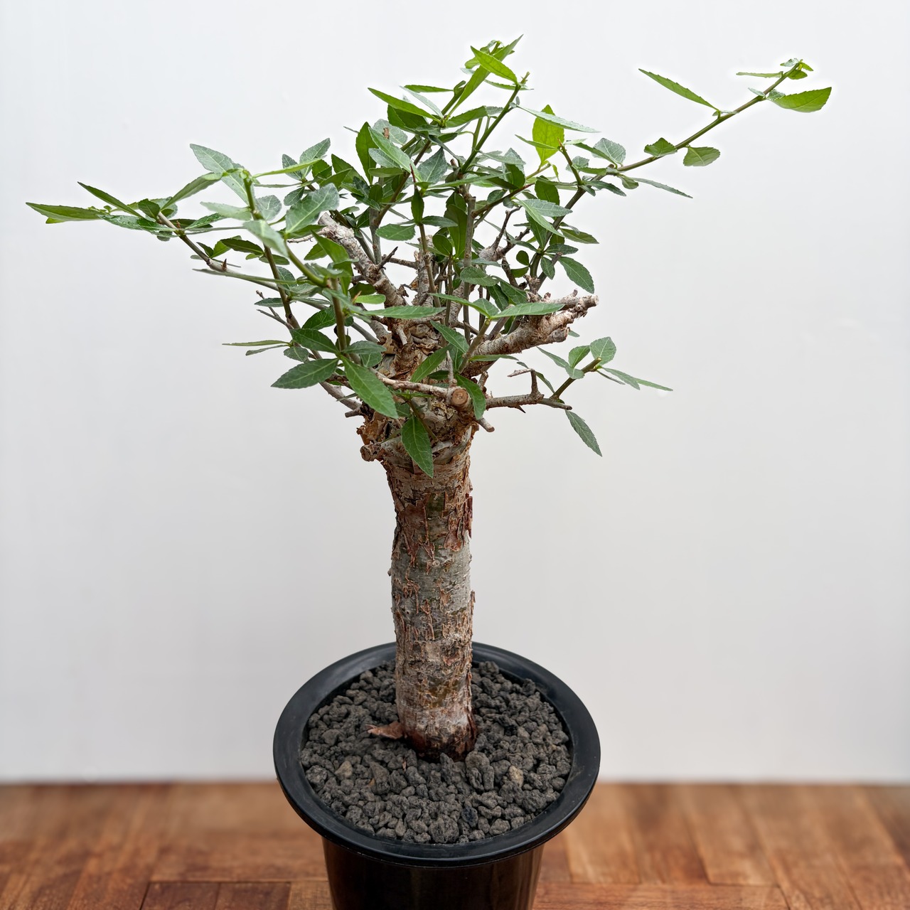 Commiphora kua【コミフォラ・クア】