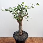 Commiphora kua【コミフォラ・クア】