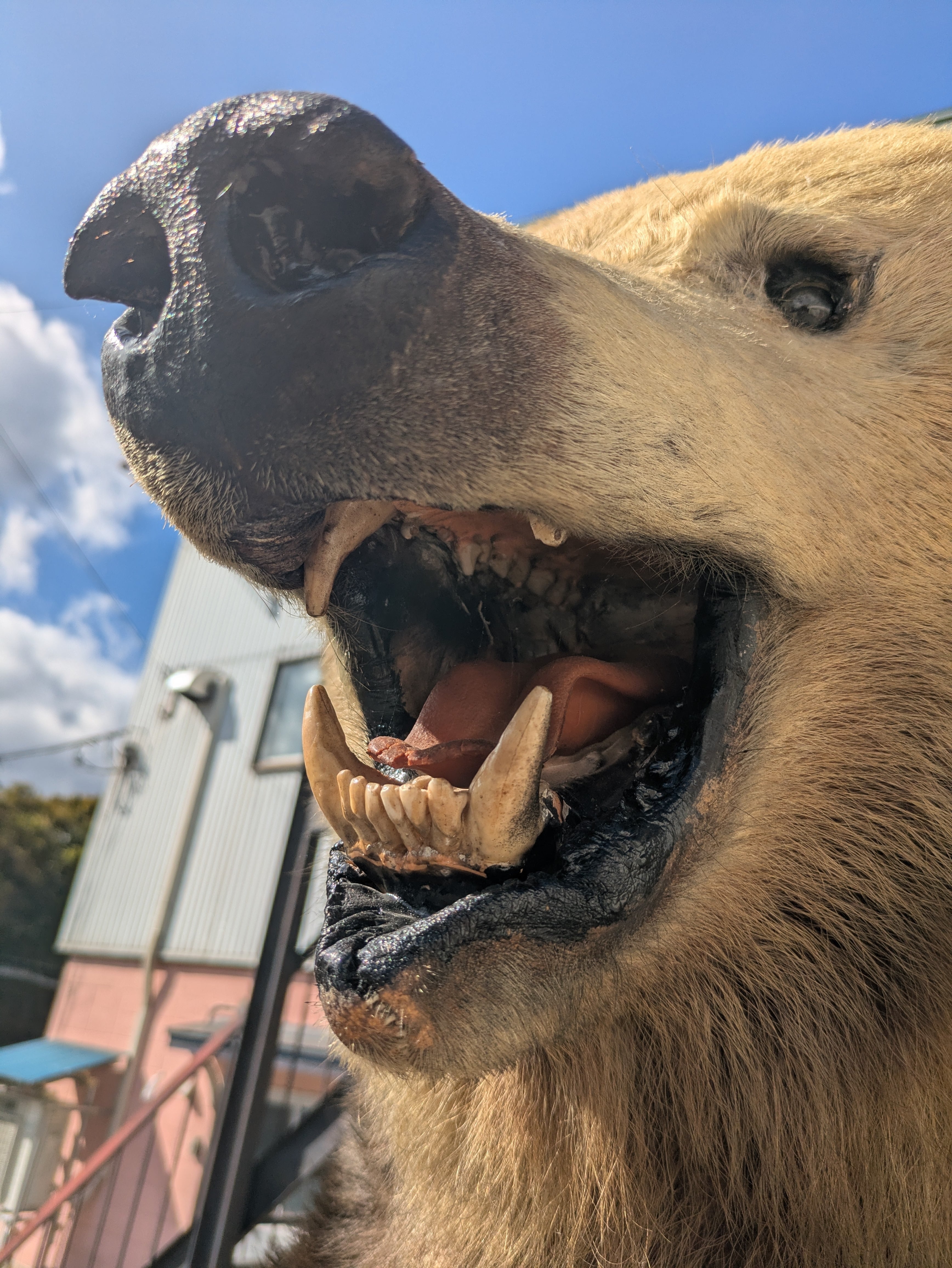 ヒグマ 剥製 | 若松毛皮