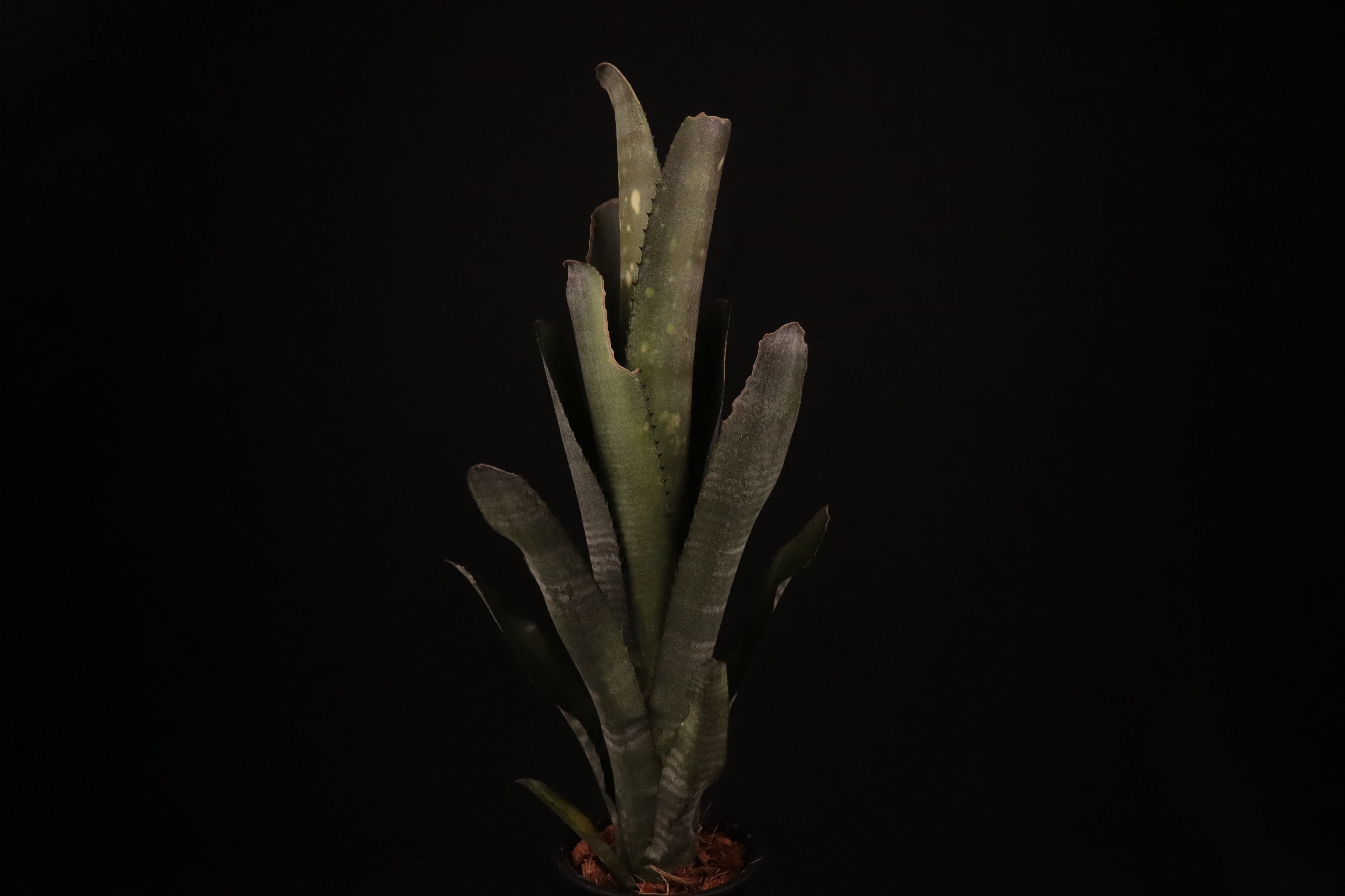 Billbergia 'Kolan man'〔ビルベルギア〕B0287 Billbergia 'Kolan Snowman'〔ビルベルギア〕B0287