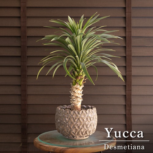 ユッカ デスメティアーナ Yucca Desmetiana ヤシ 幹立ち 5号 陶器鉢 1003GG
