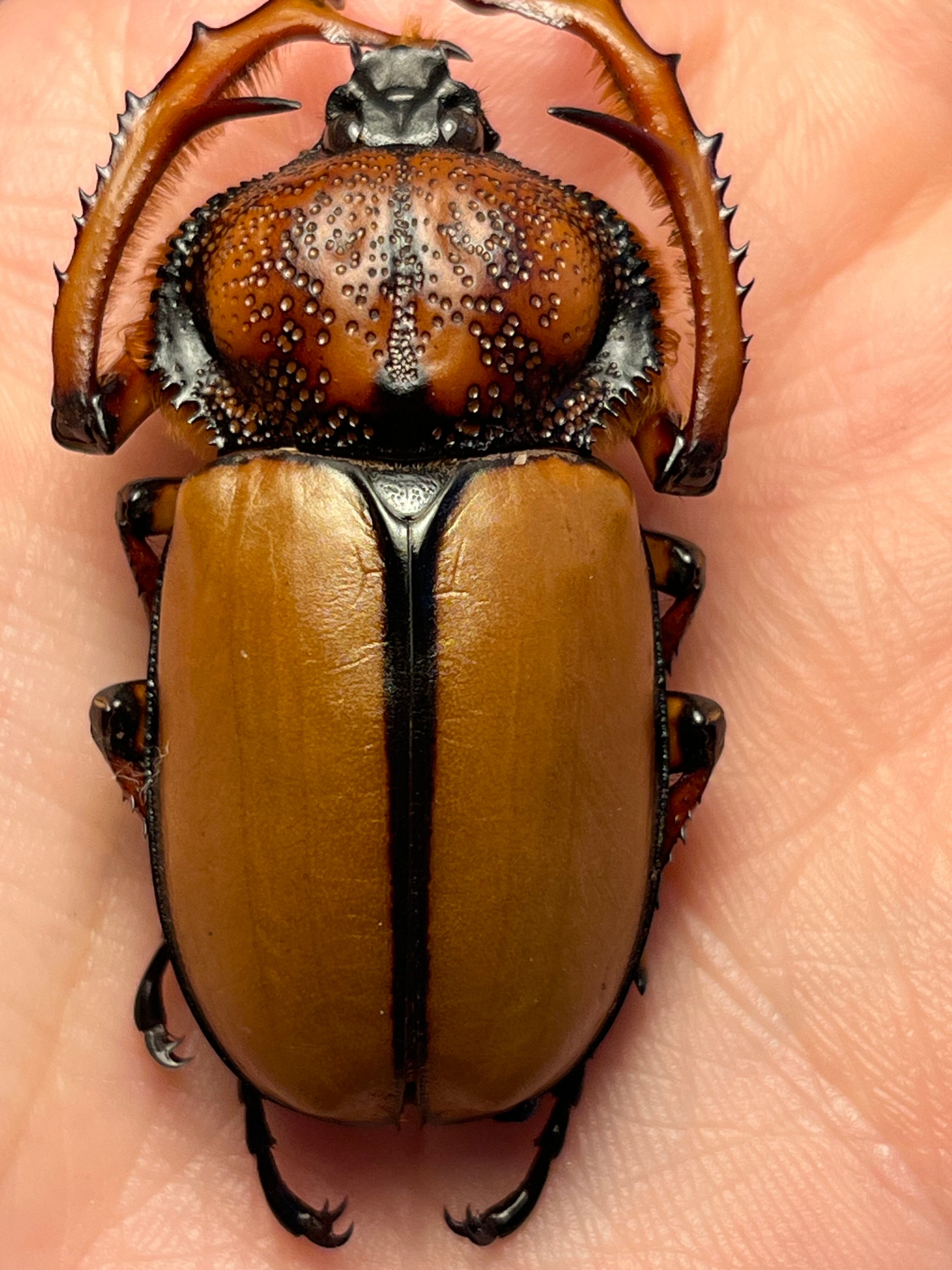 46mm♂】ダビディヒメテナガコガネ 標本テナガカミキリ昆虫標本 甲虫