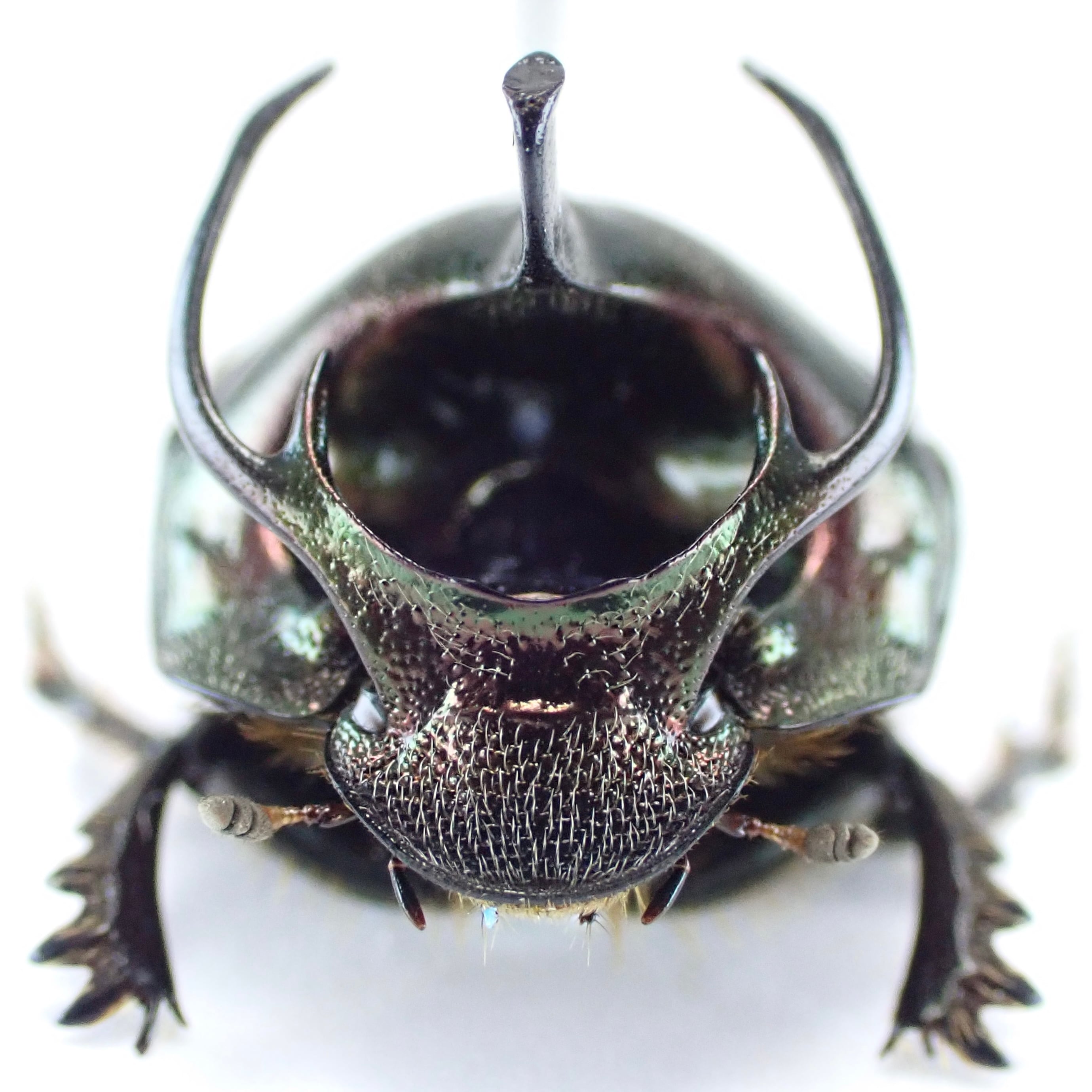 タンザニア産 Proagoderus rectefurcatus ♂♀ 14mm/14mm | 昆虫標本