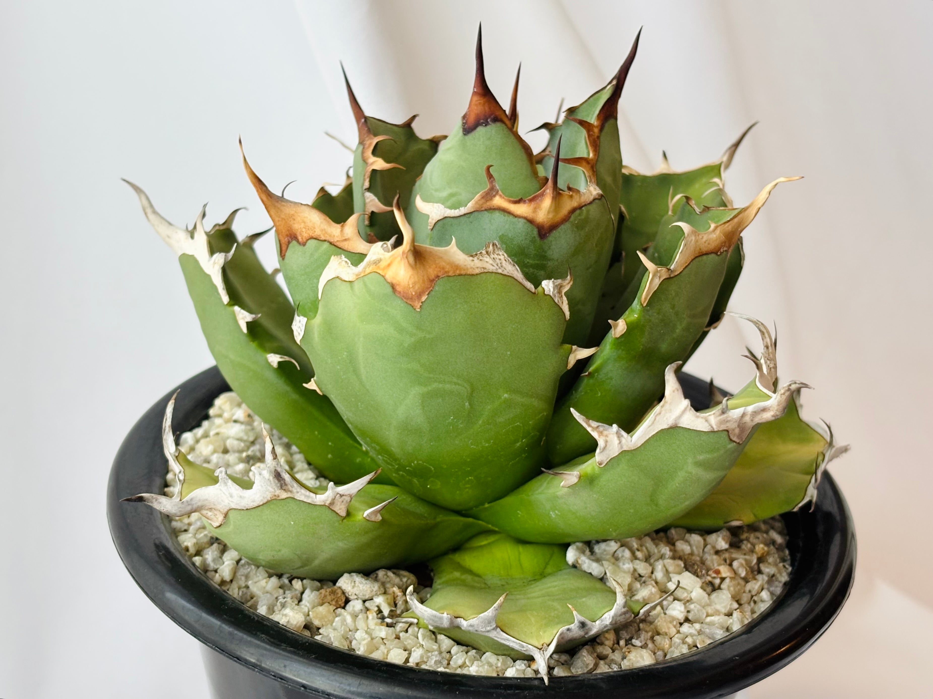 Agave titanota アガベ チタノタ 姫厳竜 多肉植物 | plants MARU