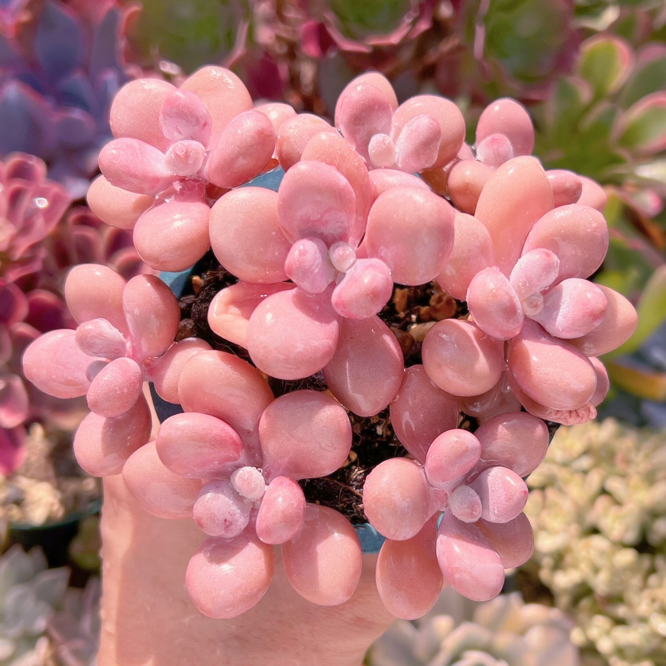 現品　桃卵#530　新入荷　るる農園