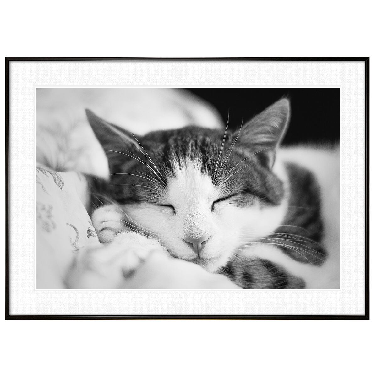 動物写真 寝ている猫 インテリア モノクロアートポスター額装 AS1285