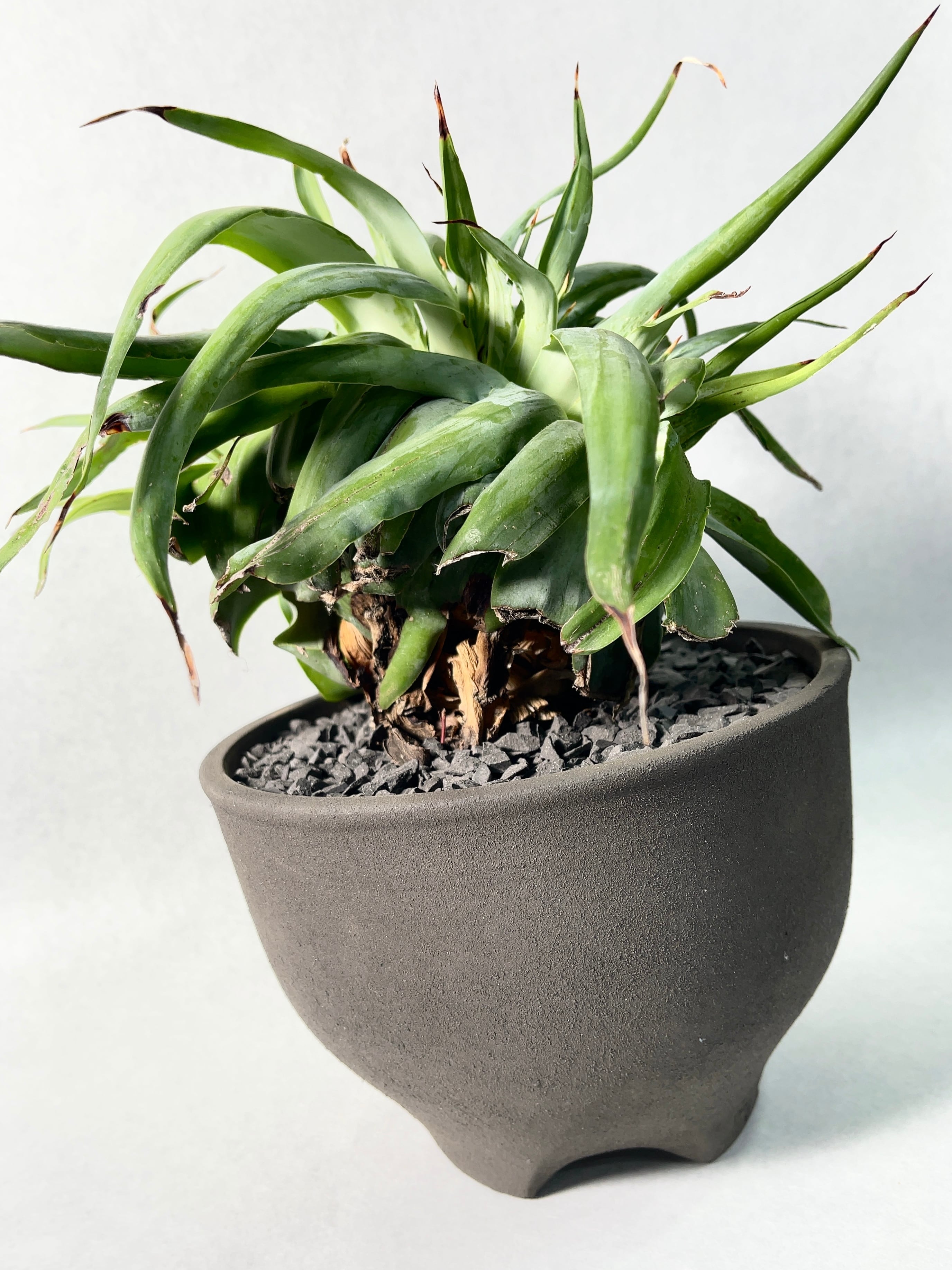 アガベ・ビルモリニアナ綴化 | trigger