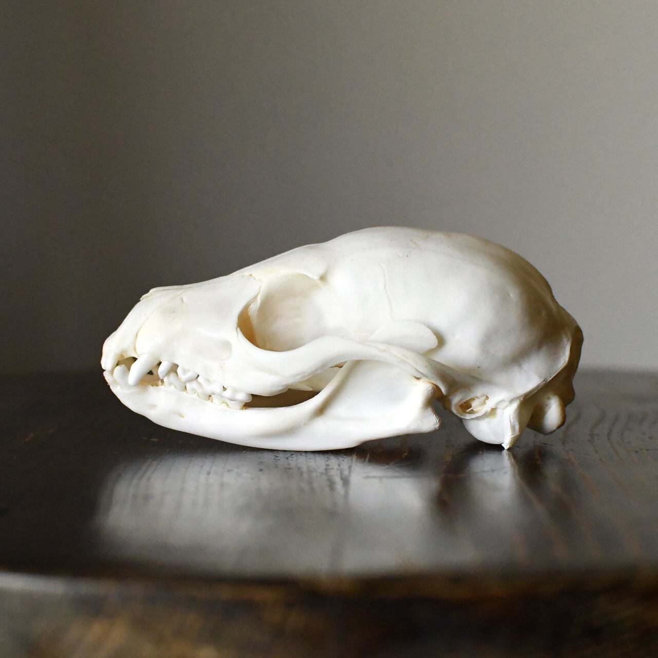 高品質！カピバラ（幼獣）の頭骨 ☆即納☆ 高品質！カピバラ（幼獣）の頭骨☆ - 頭骨・骨格標本