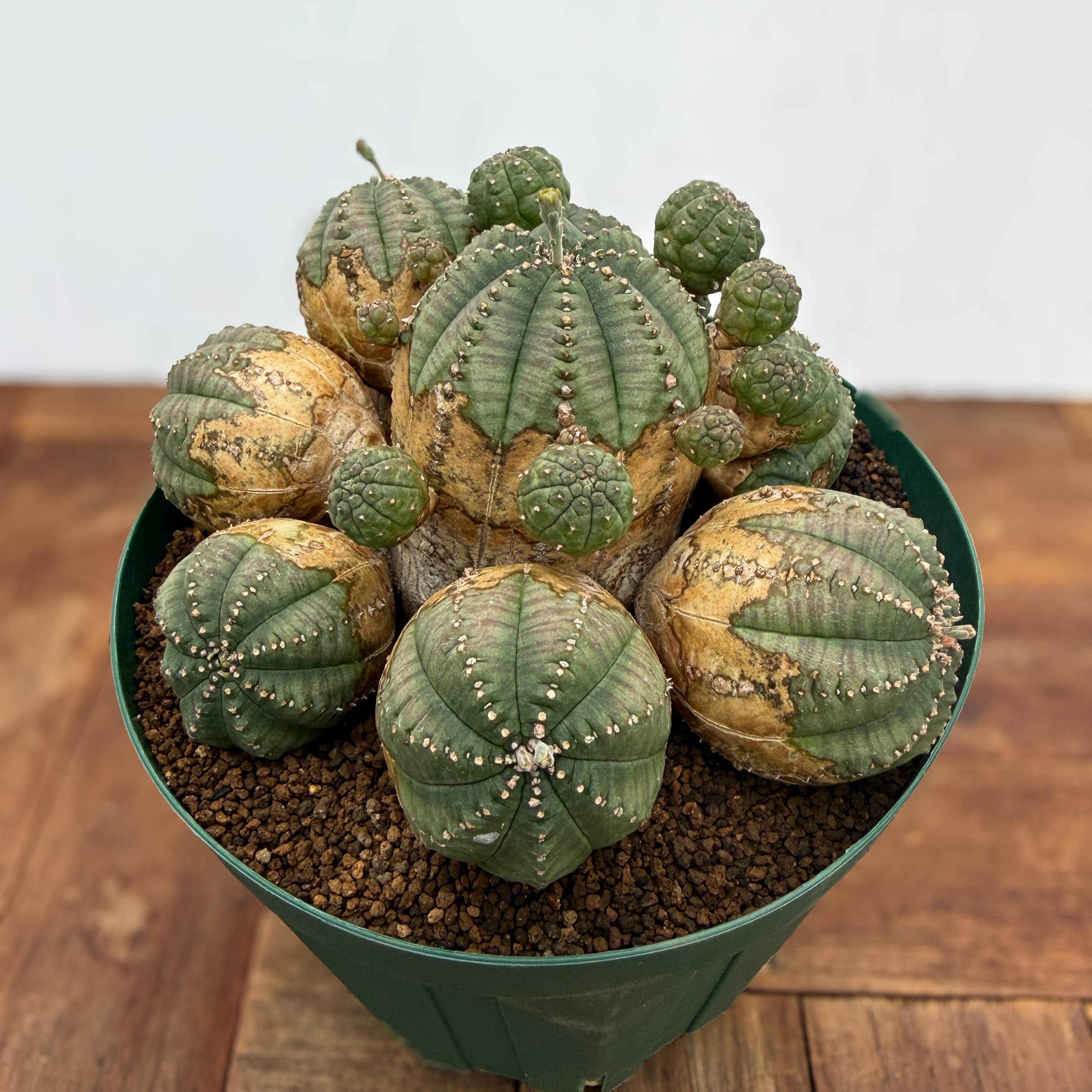 Euphorbia obesa 'Bonten'【ユーフォルビア・オベサ梵天】 | RIMO'S
