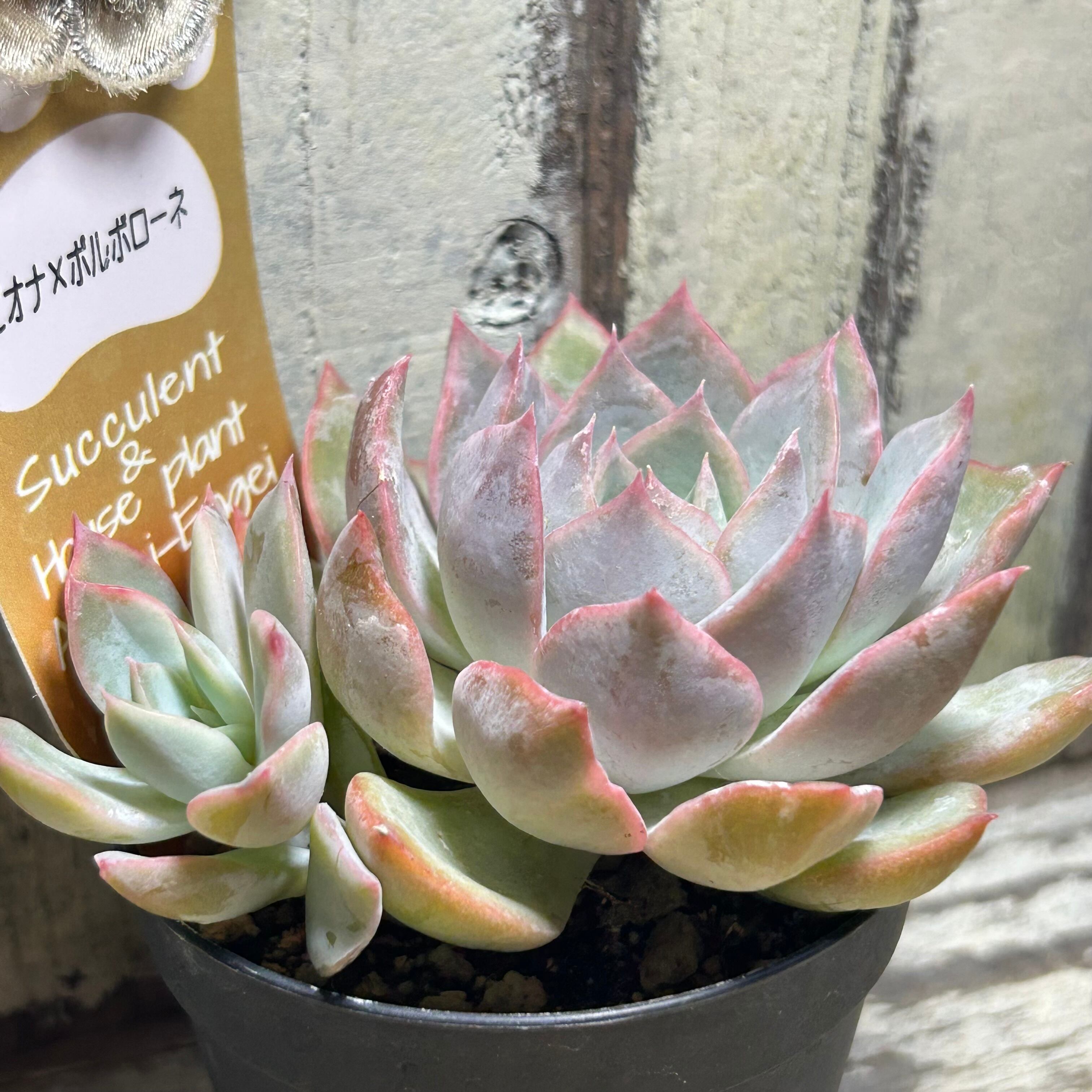 超希少 極上株 Bee houseさん苗 リンゼアナ×ホリコロ 札付き 多肉植物 節約 多肉植物 Beehouse ホリコロ 札のみ 超希少　Bee houseさん苗　ポルボローネ×リンゼアナ　札付き　多肉植物