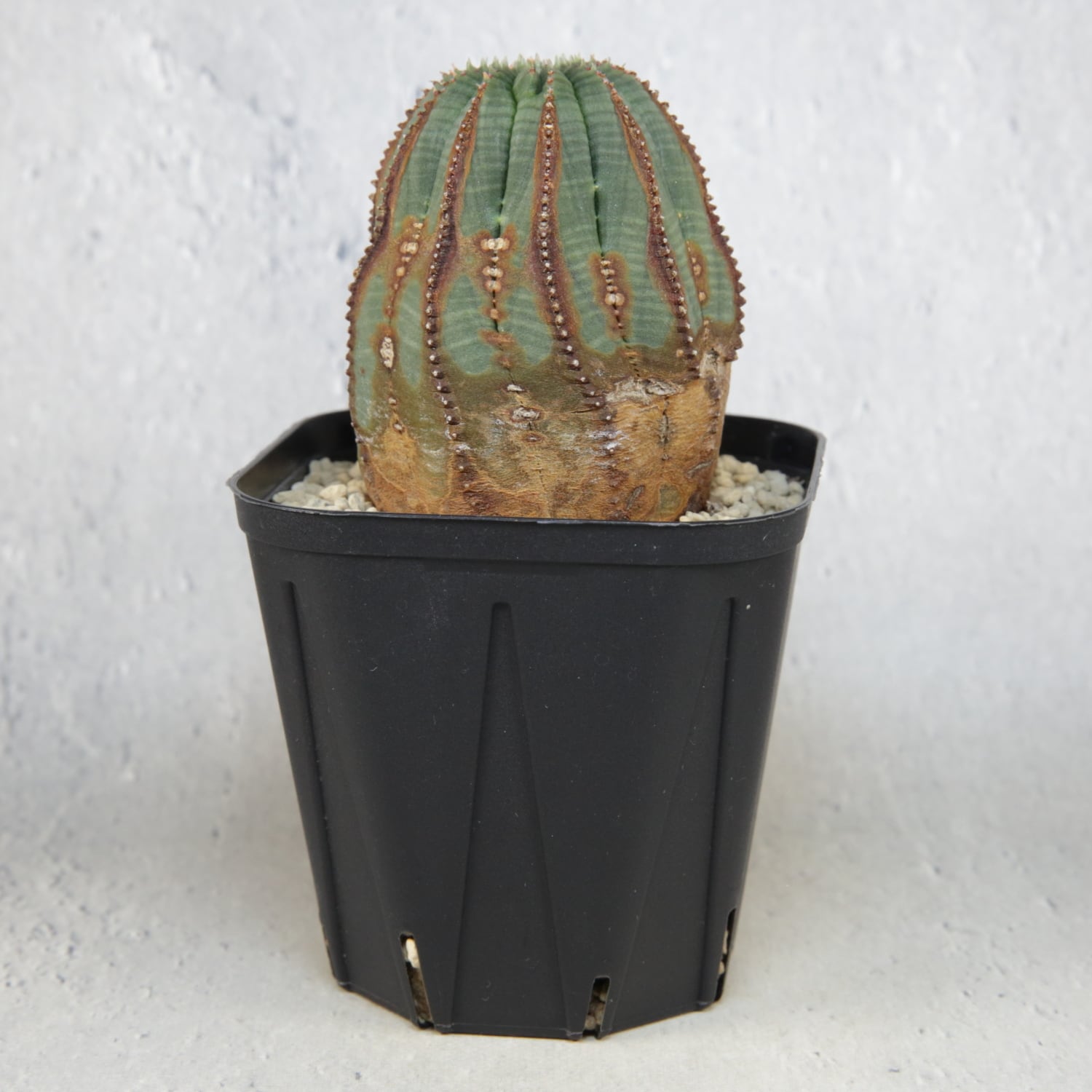 ご*や様 ユーフォルビア オベサ 増稜タイプ ムチムチ可愛い 扁平 美株 ご*や様 ユーフォルビア オベサ 増稜タイプ ムチムチ可愛い 扁平 美株