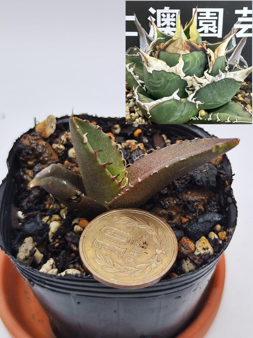 D14【パンダ園芸】 アガベ チタノタ 眼鏡蛇コブラ 特選 希少 優良極上