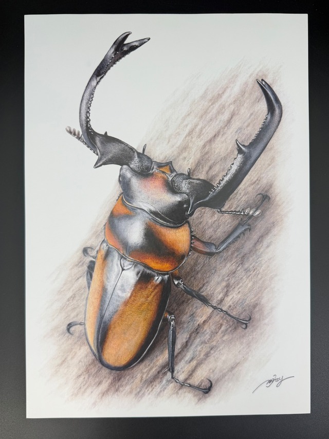 色鉛筆画ポストカードver.  1枚 スペキオススシカ