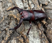 《クロシマノコギリ 63mm ♂♂♀トリオ》