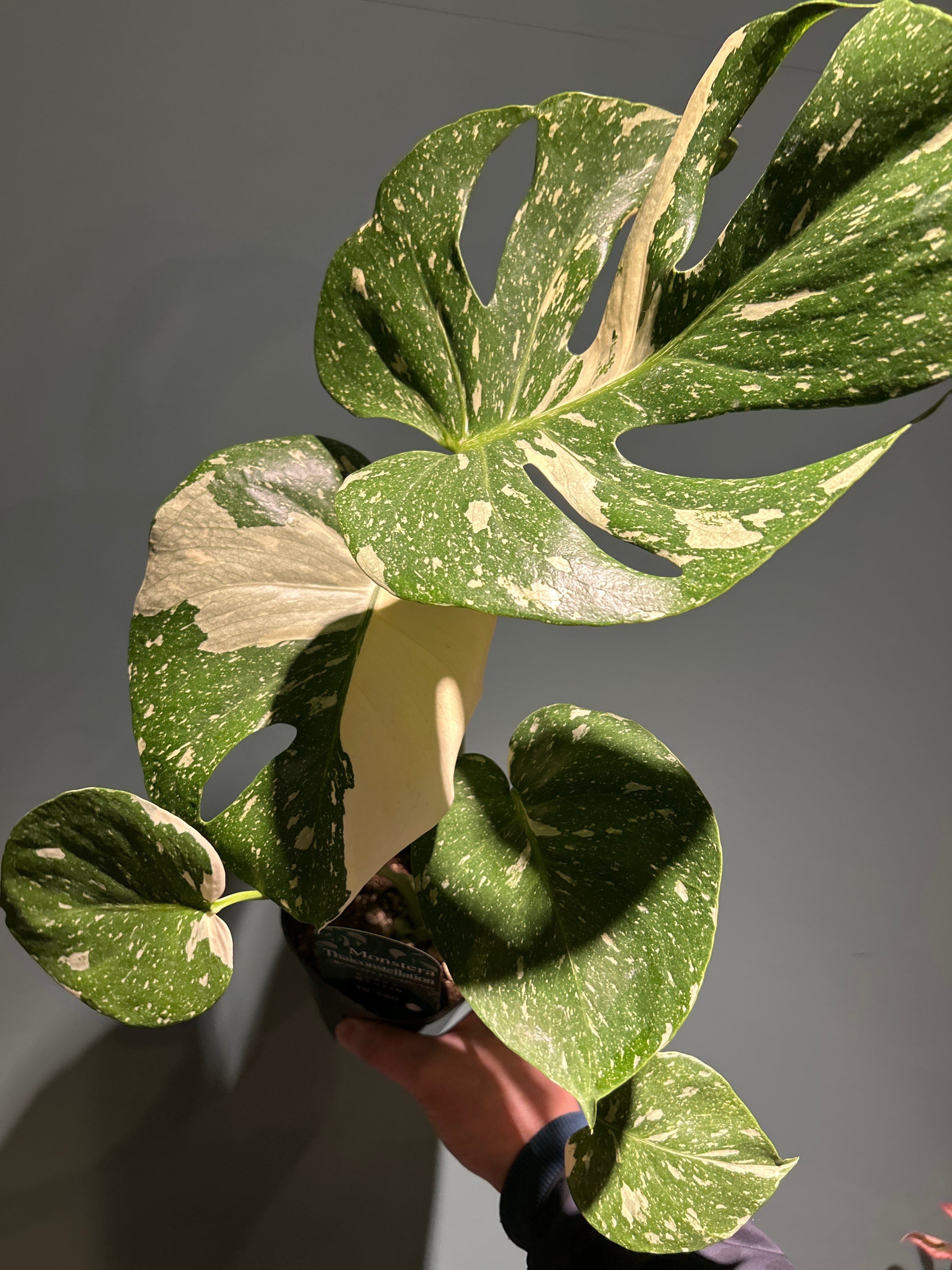 モンステラ 斑入り3.5号 | 植物との暮らし apricot