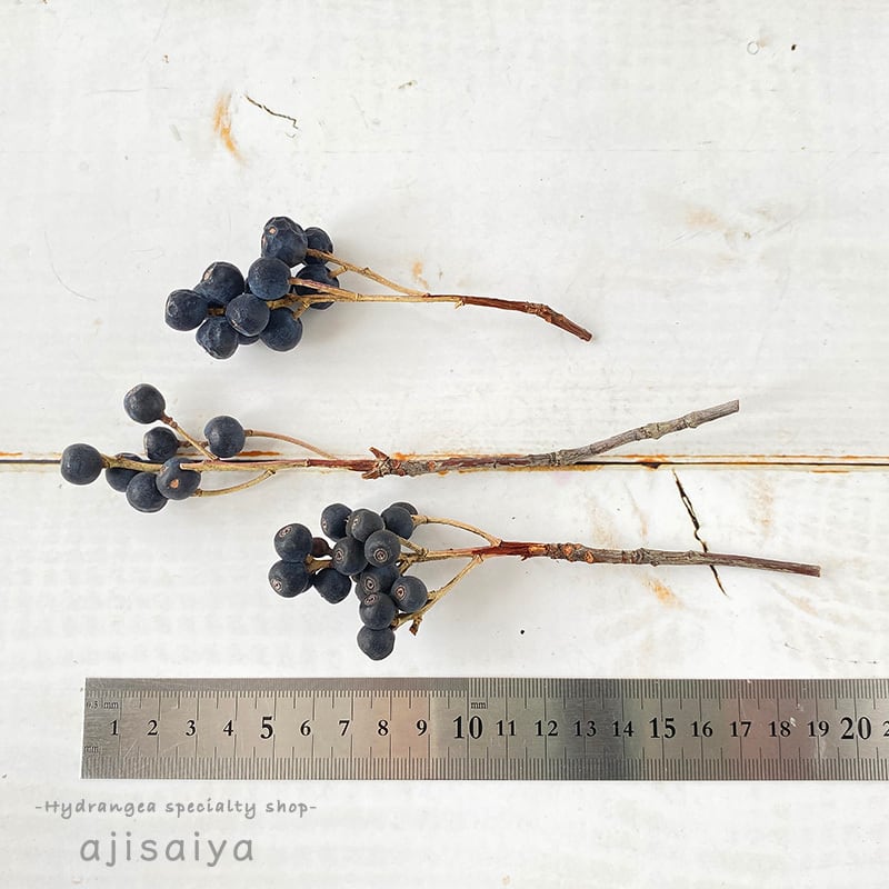 シャリンバイ ナチュラル ドライフラワー 自然素材こわけ専門店 あじさいや