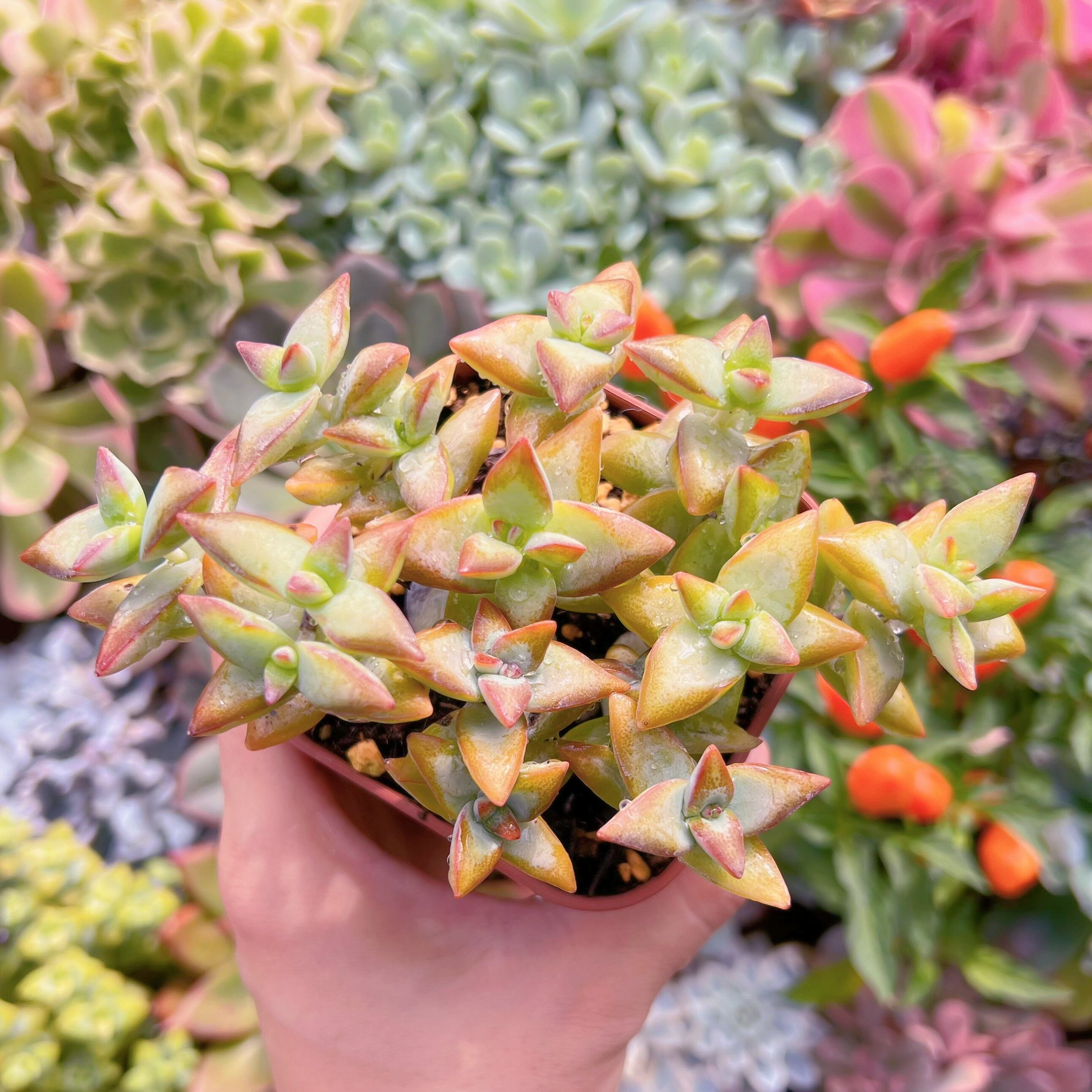 現物　Love Letter#695  るる農園