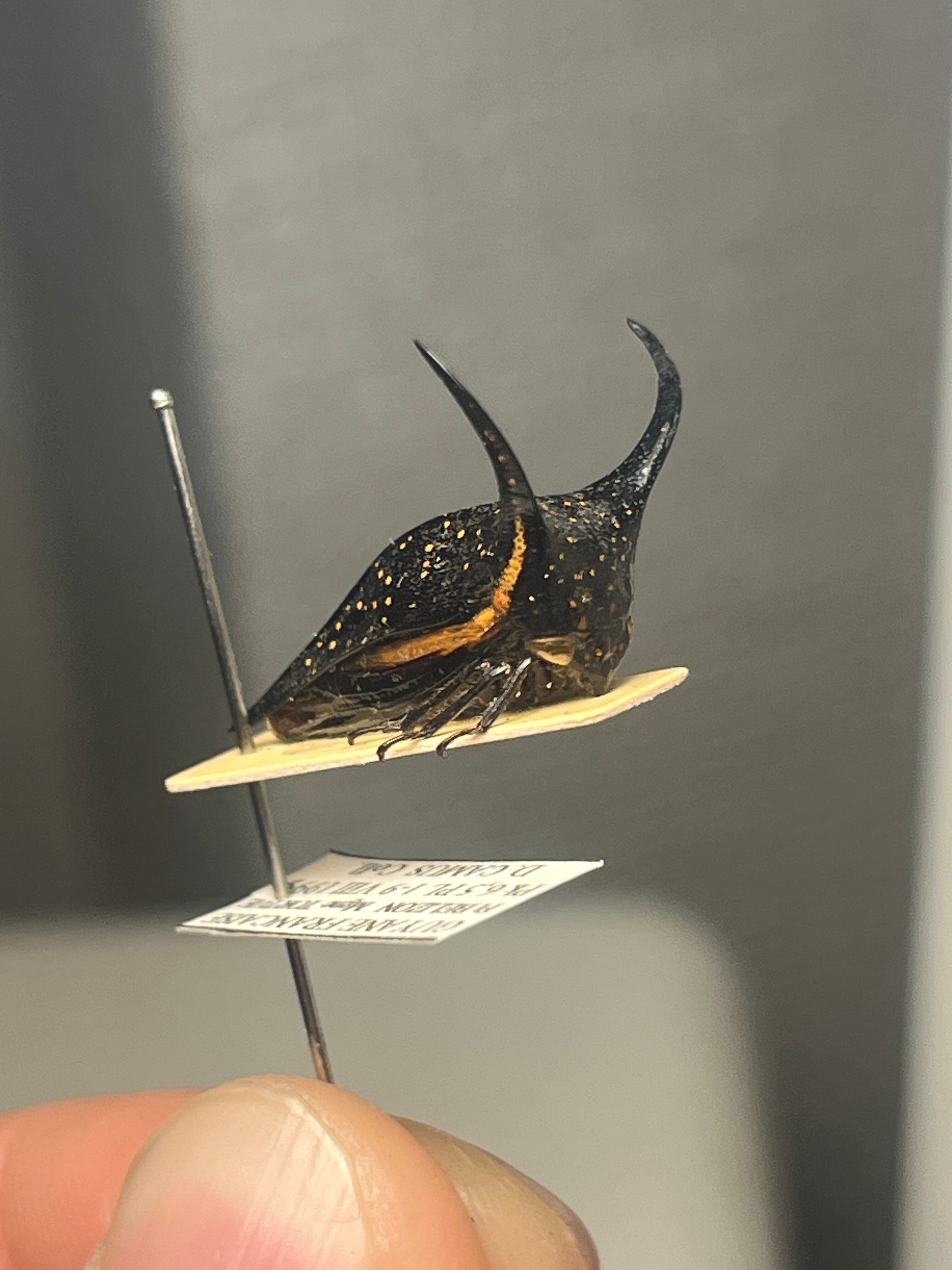 角蝉最大種】Hemikyptha marginata ツノゼミ セミ ホタル 蛍 タマムシ