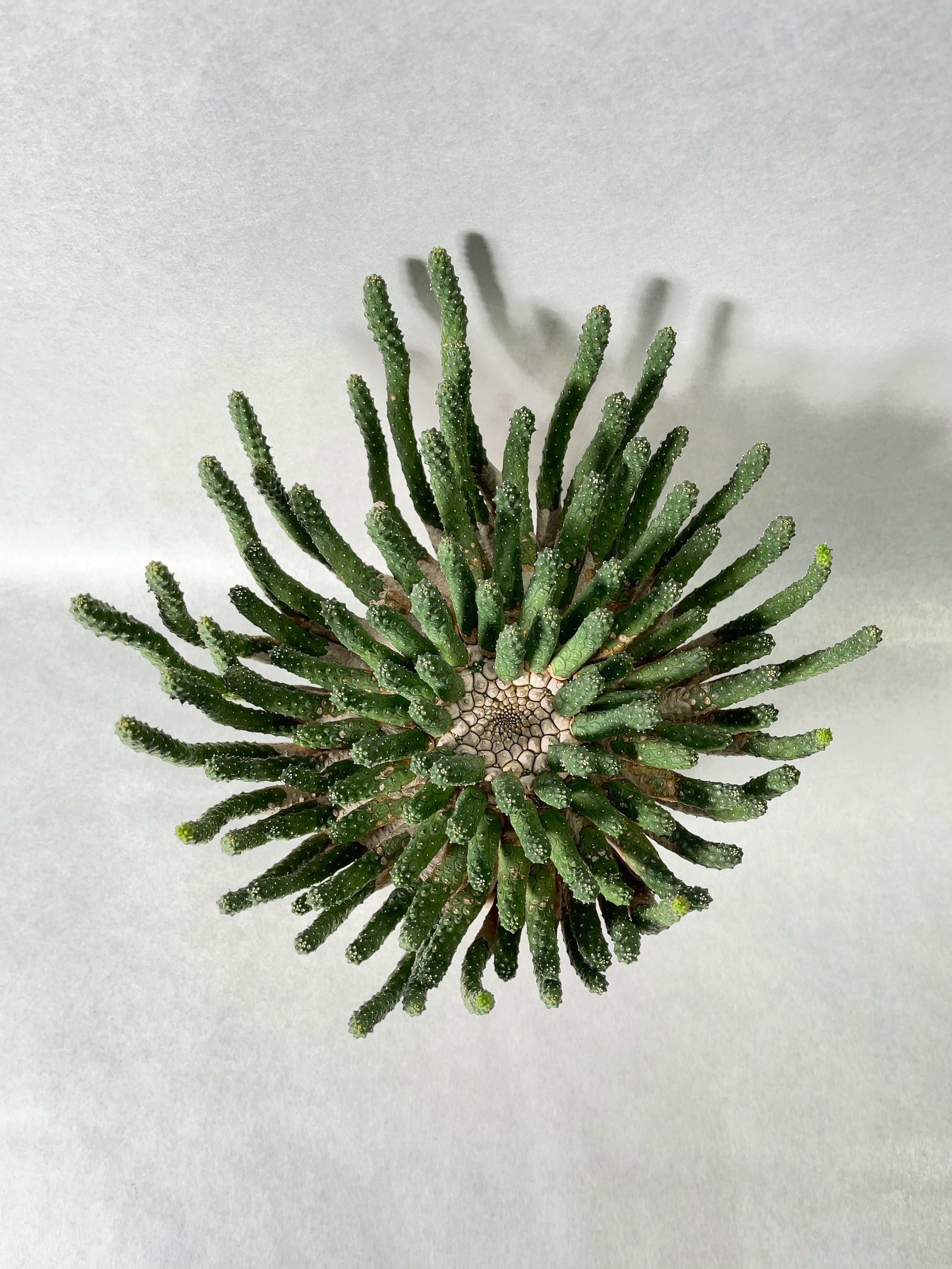 ユーフォルビア・エスクレンタ | trigger