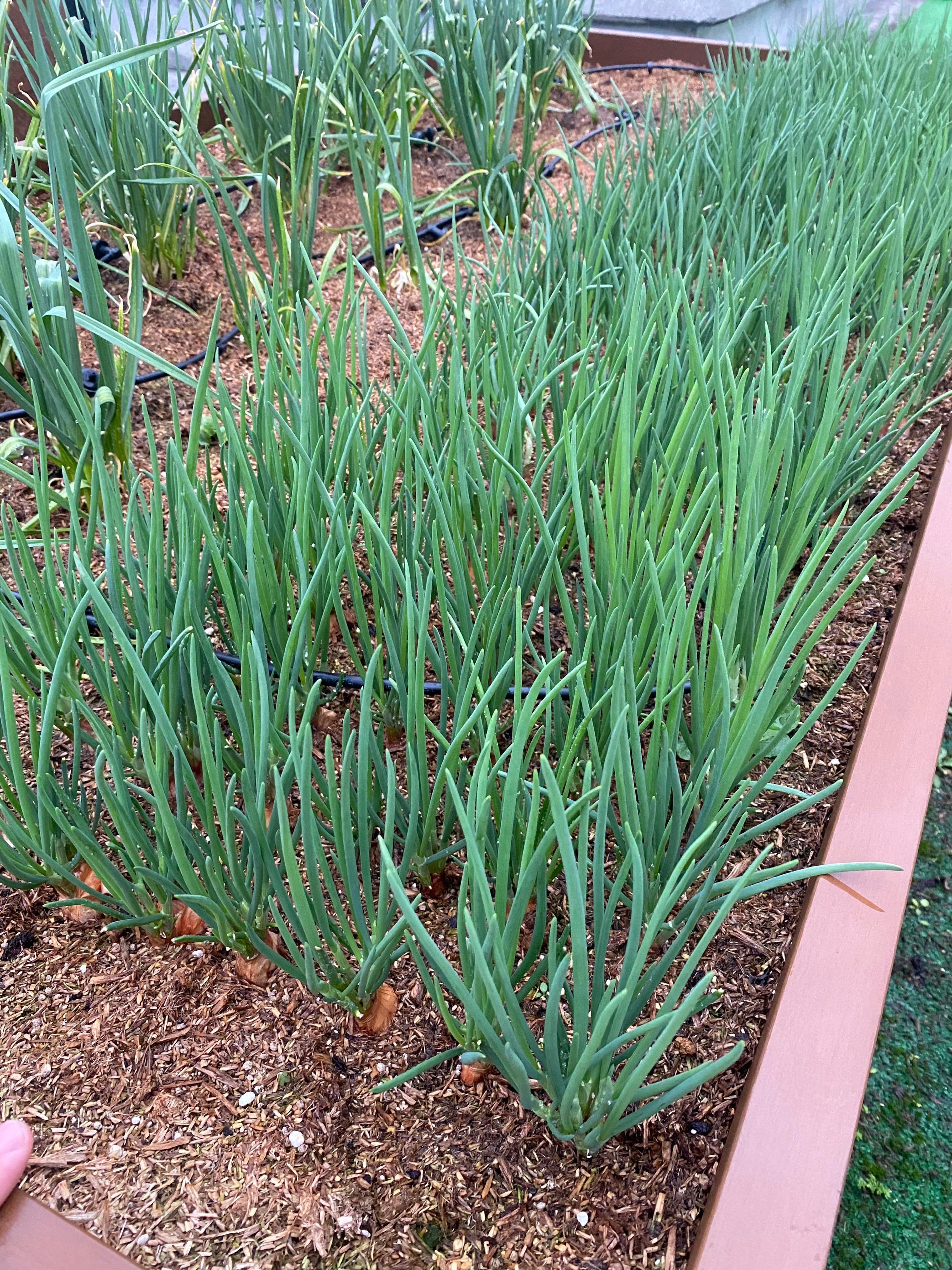 沖縄島野菜約150g「二十日ネギ」 | wakabaseed