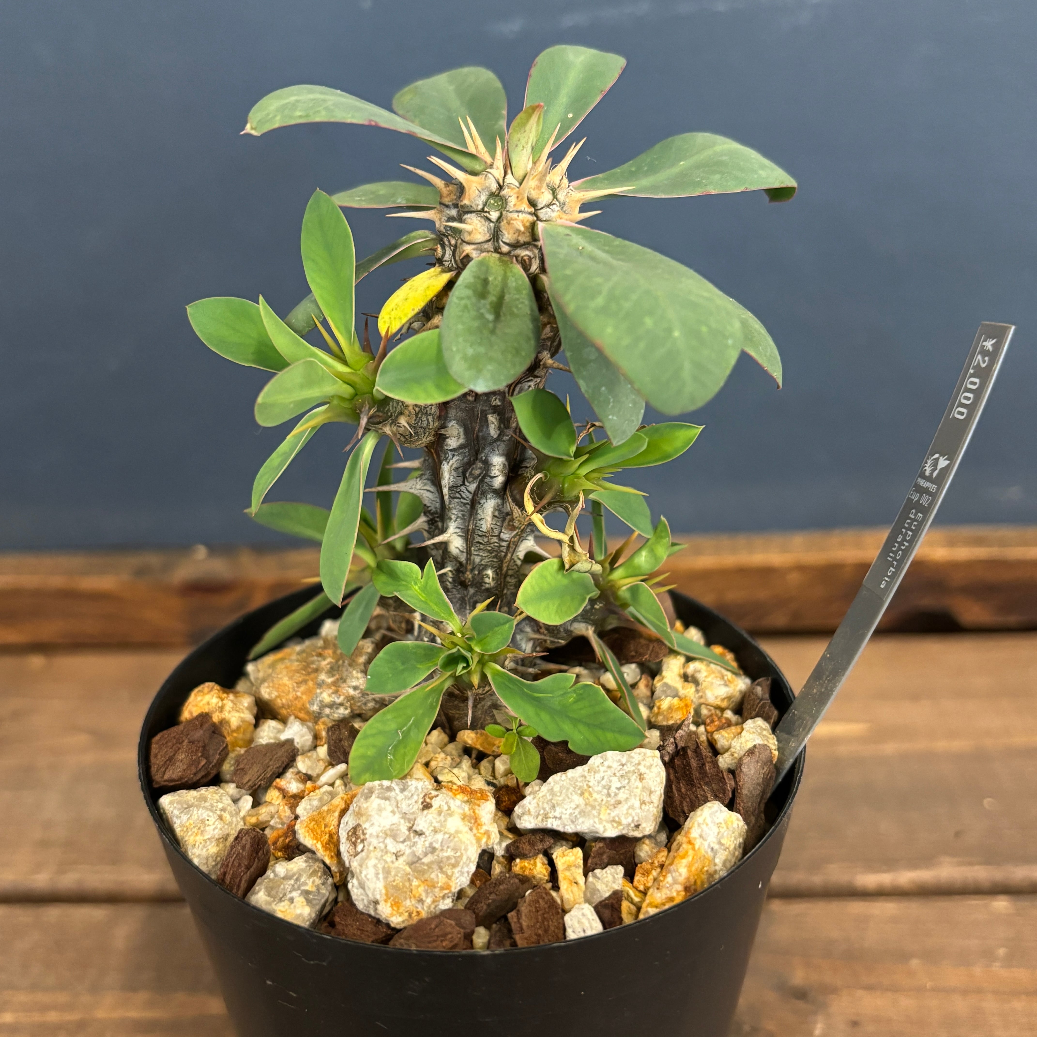 ユーフォルビア、その他多肉 | PROTOLEAF プロトリーフ