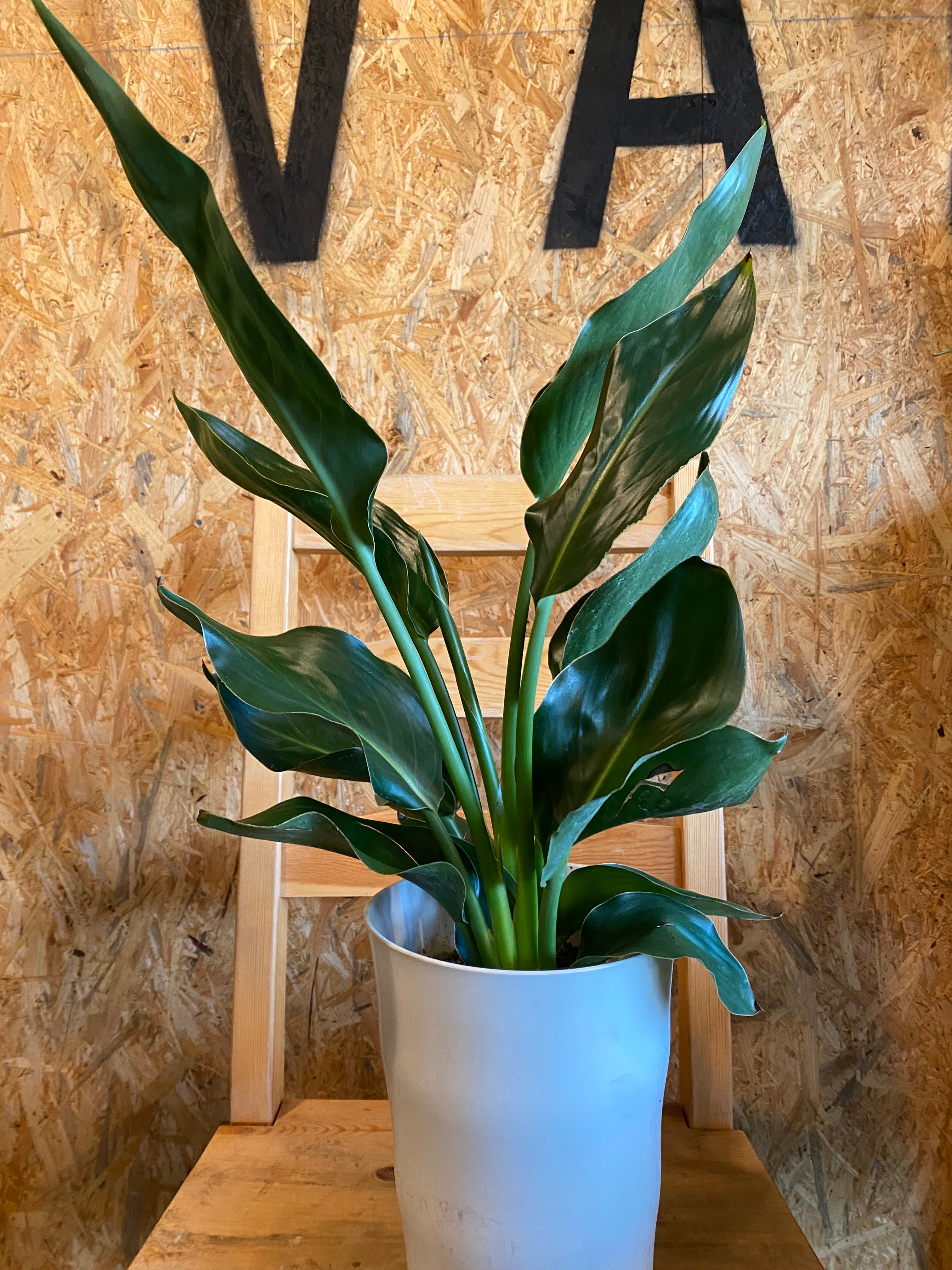 観葉植物 ストレリチア レギネ ストレリチア・レギネ H60cm W25cm 口径14cm | Garden Varejo