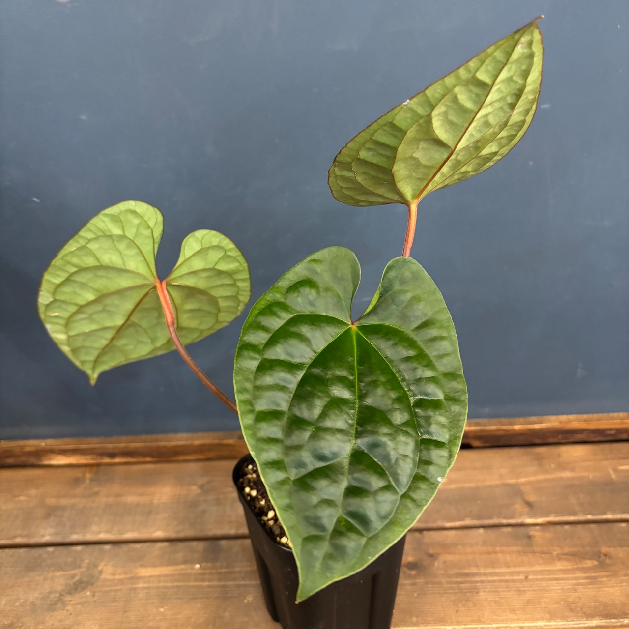 アンスリウム luxurians(red) × sp. aff. besseae【69】