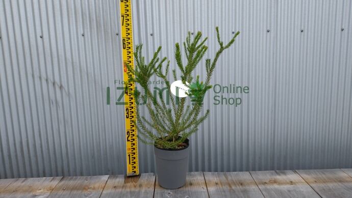 ココスヤシ 45Lナーセリーポット 安心の鉢植え ナーセリーポット サイズ