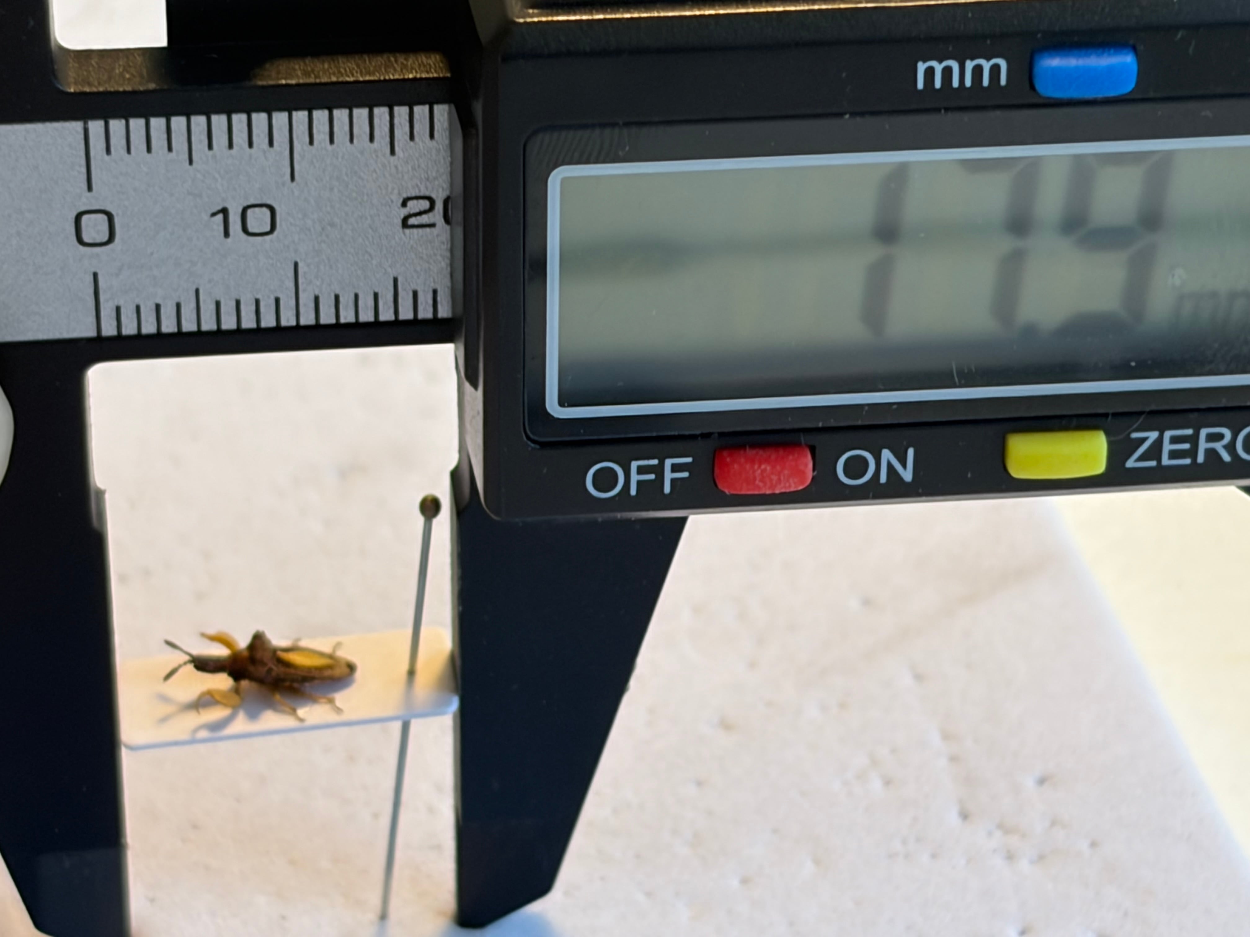 8mm】カマキリのような鎌を持つサシガメの一種 標本 スパイダーマン