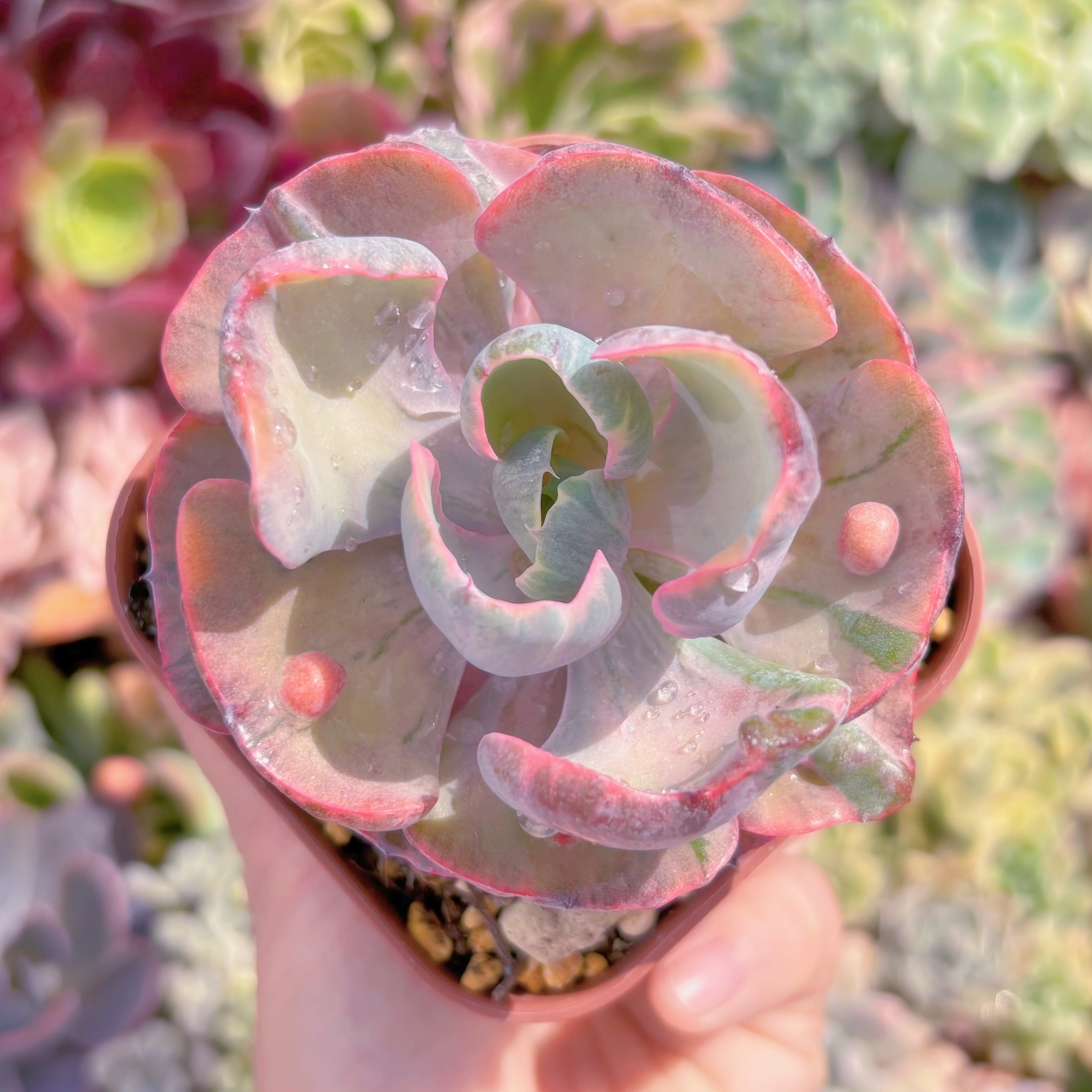 現品　ビヨンセ錦#017　るる農園