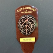 アンスリウム Michelle ミシェル【41】