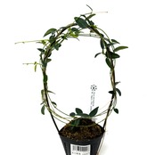 ホヤ microphylla Mt. Hagen, PNG S0923-02【692】