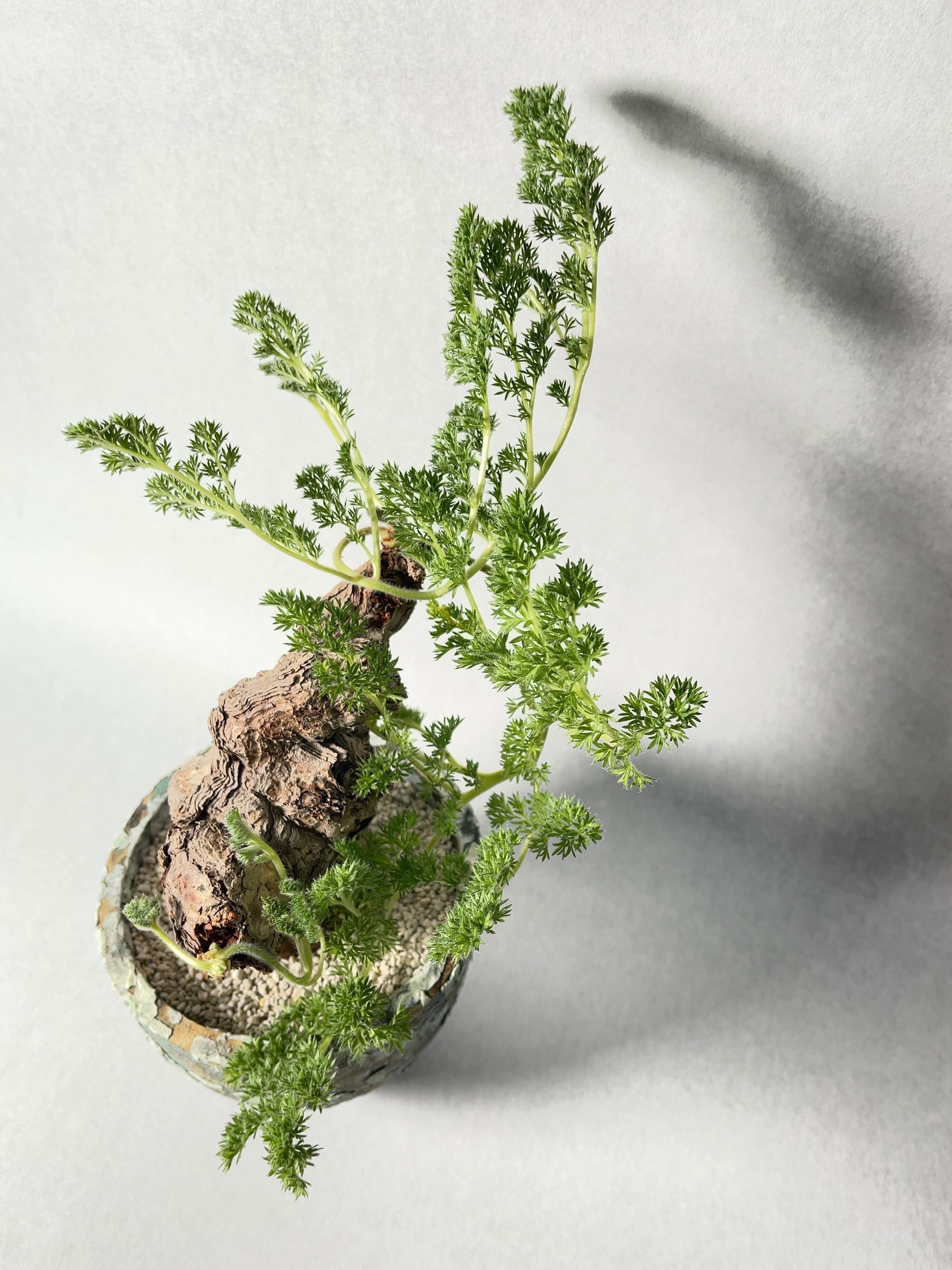 ペラルゴニウム・トリステ | trigger