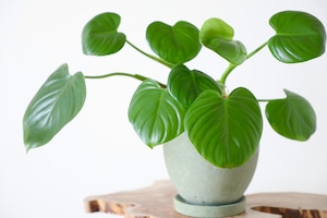 フィロデンドロン ピッチェリー/Philodendron pittieri　※陶器鉢付き