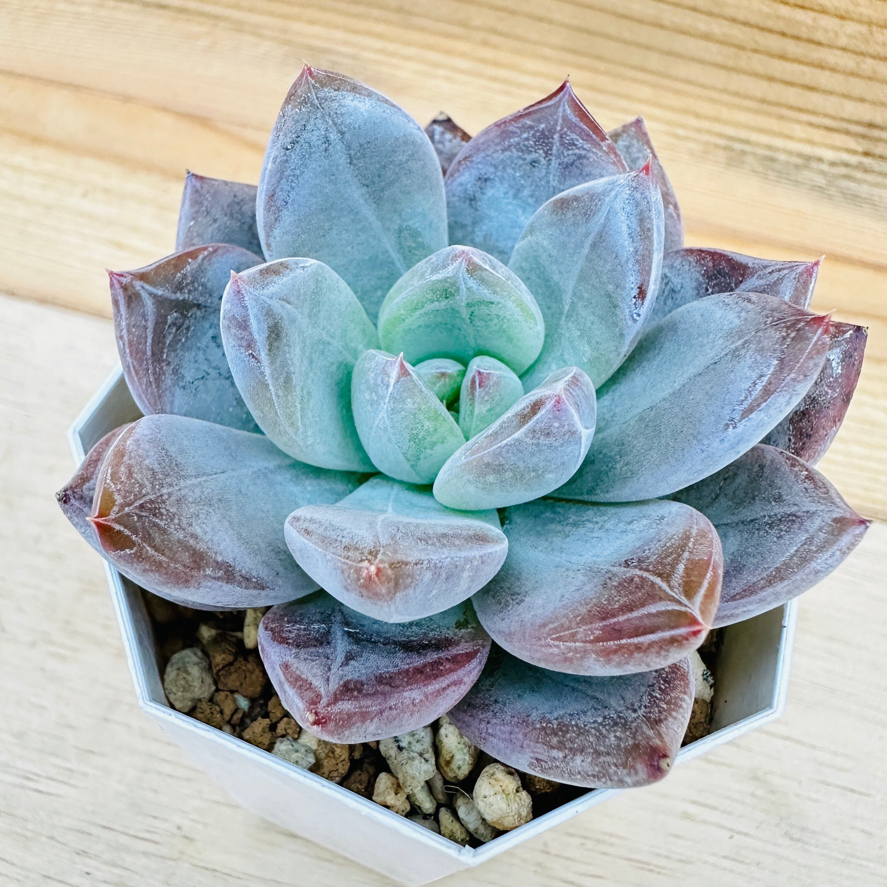 ペルシア　多肉植物 エケ( ¨̮ )ペルシアの胴切り(真夏日)｜🍀GreenSnap（グリーン