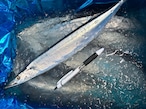 【超特大】生さんま/秋刀魚/『10尾/2kg』/刺身用【9/17北海道から直送】