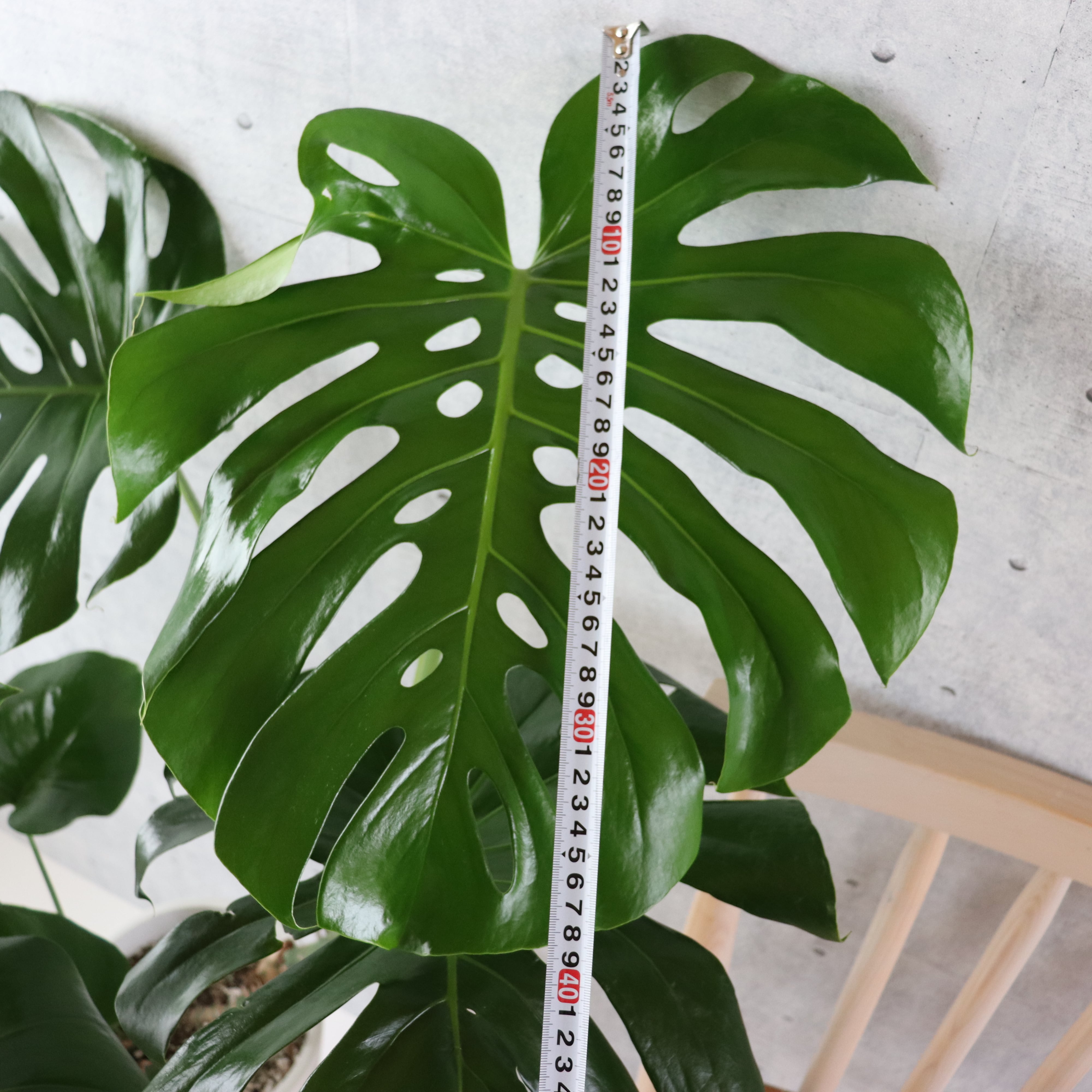 【大型 モンステラ 120cm】2株以上 葉の大きさ40cm 観葉植物 室内