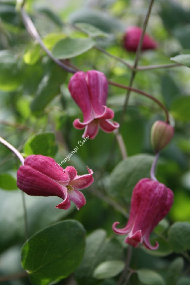 天使の首飾り Clematis 'Tenshi-no-kubikazari' -ヴィオルナ系 K-27